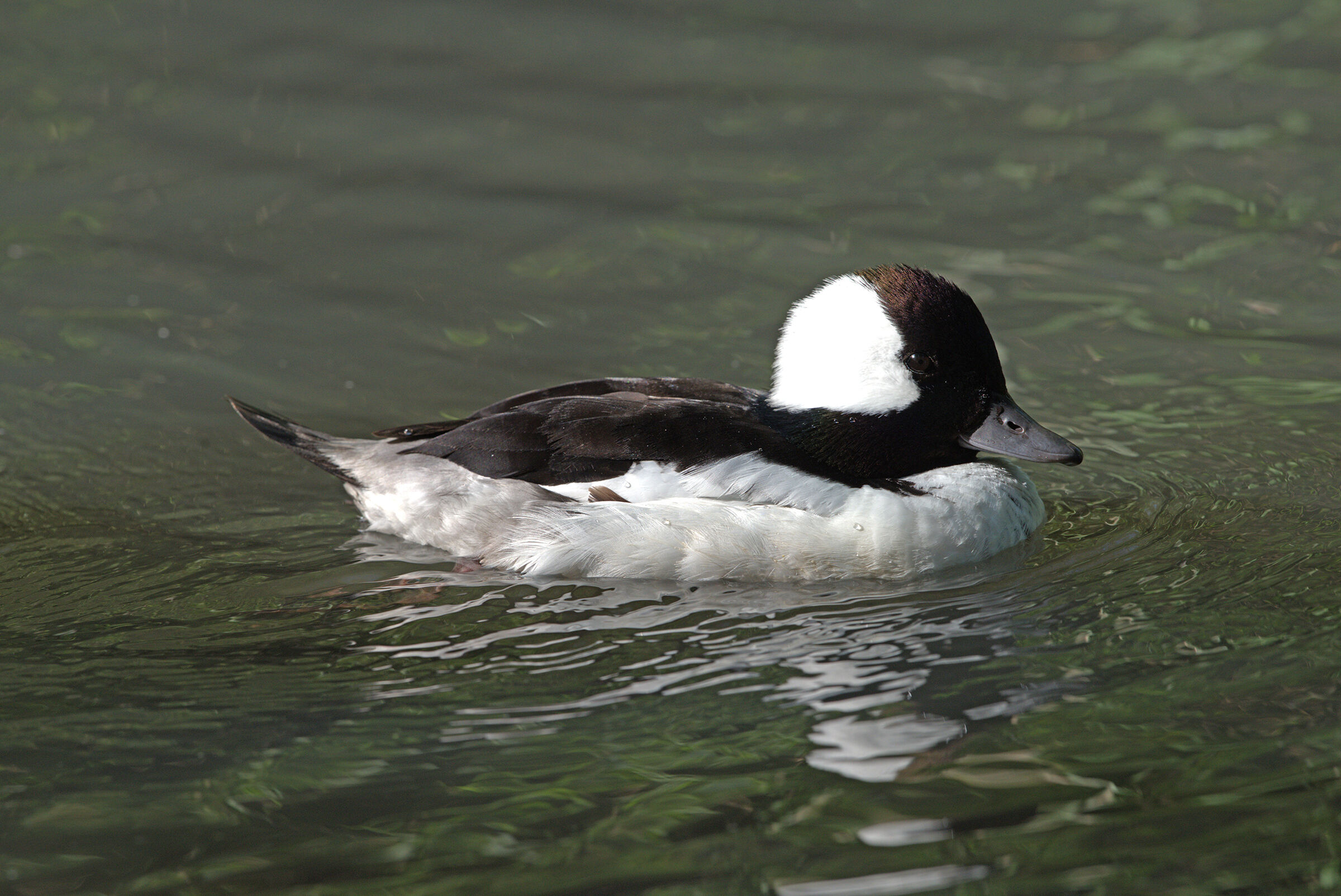 Eurasian Goldeneye - Bucephala albeola -