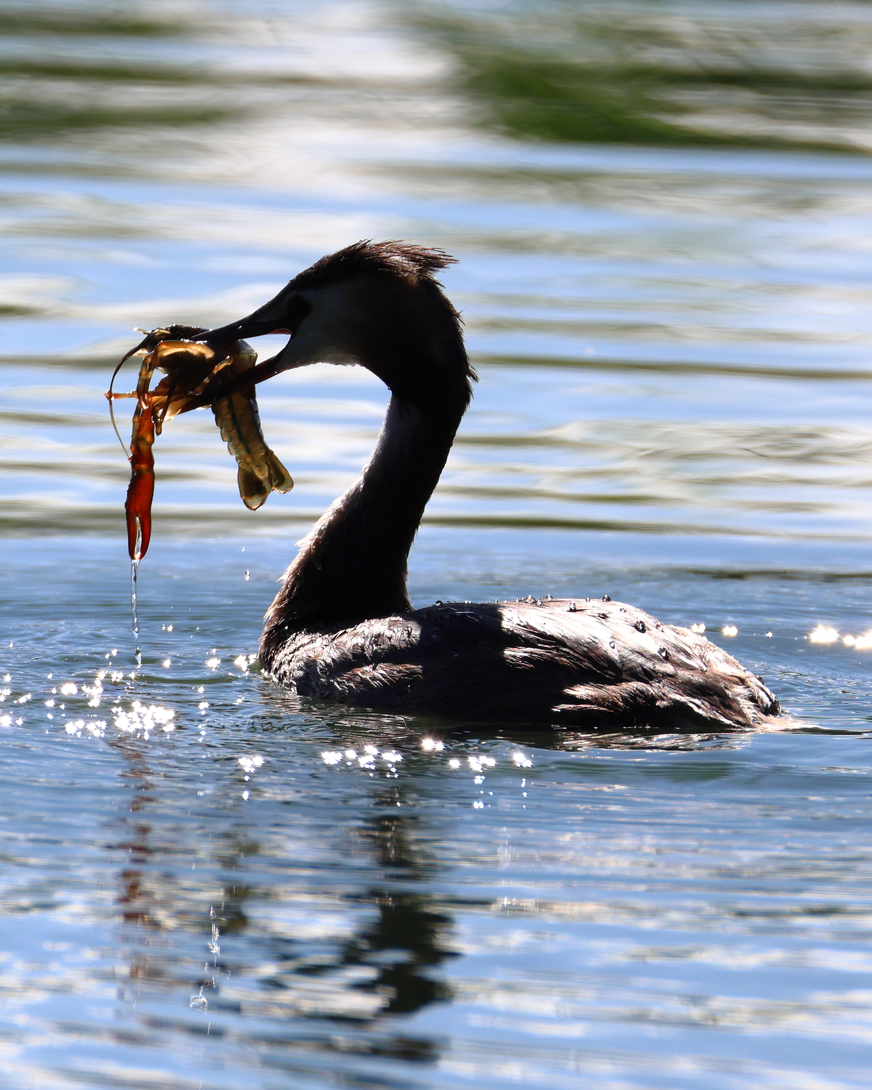 Great crested grebe