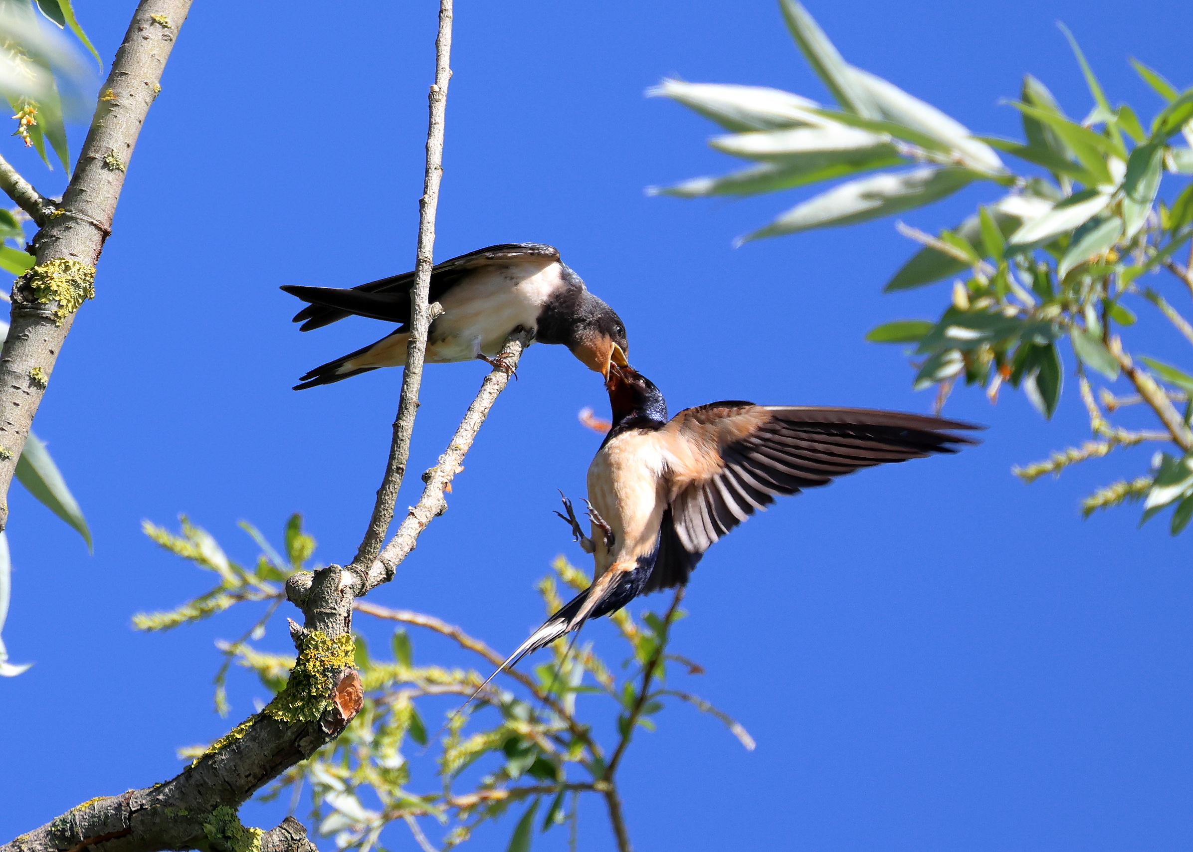 It's feeding time! sequence 2of3