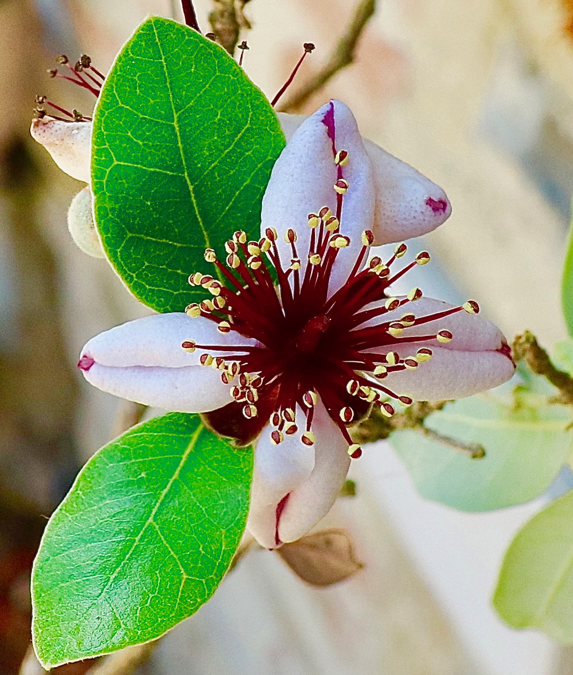 When a flower blooms, a world is admired