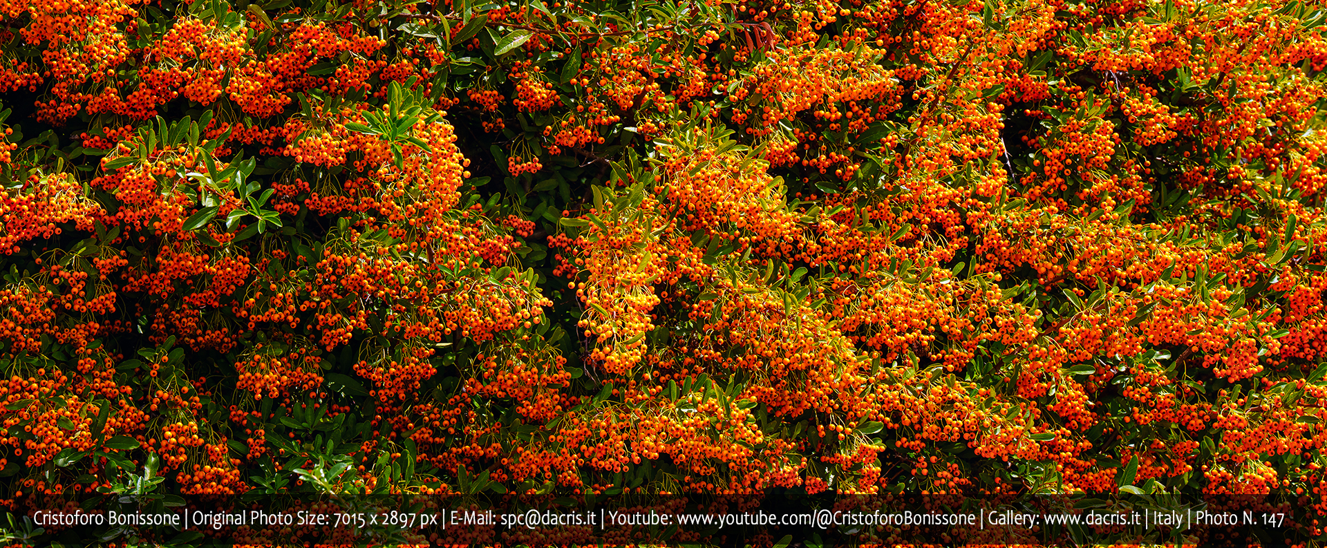 Pyracantha Firethorn Orange - Photo 147