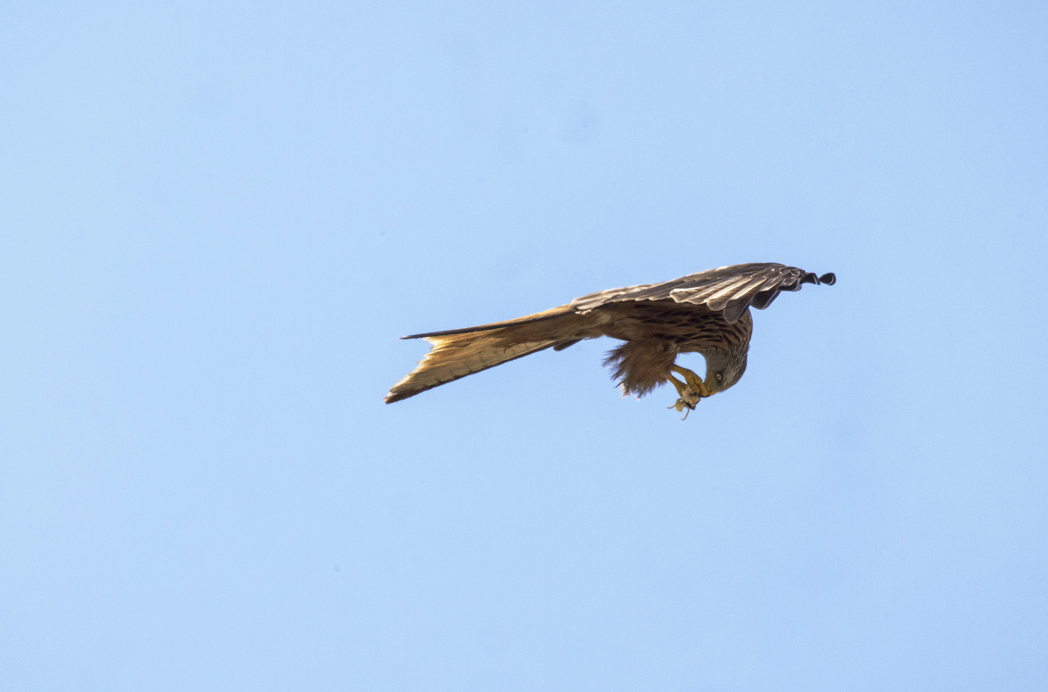 Almost almost the taste (Red Kite)