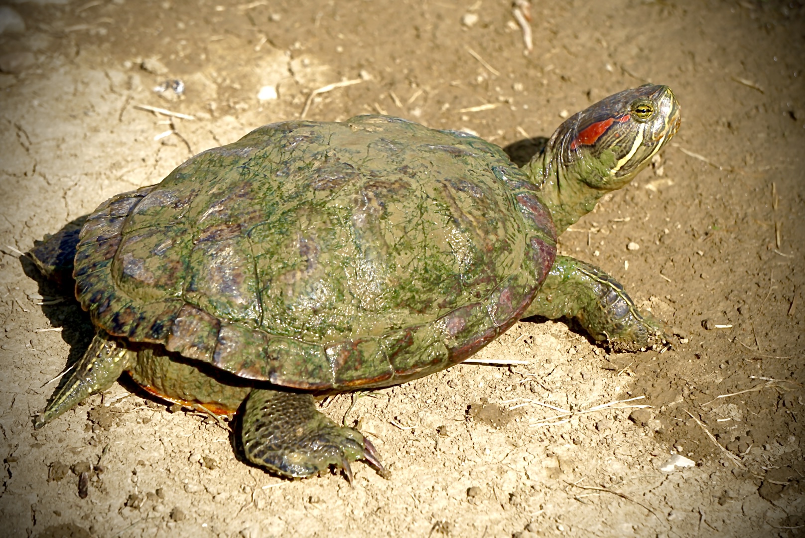 Turtle