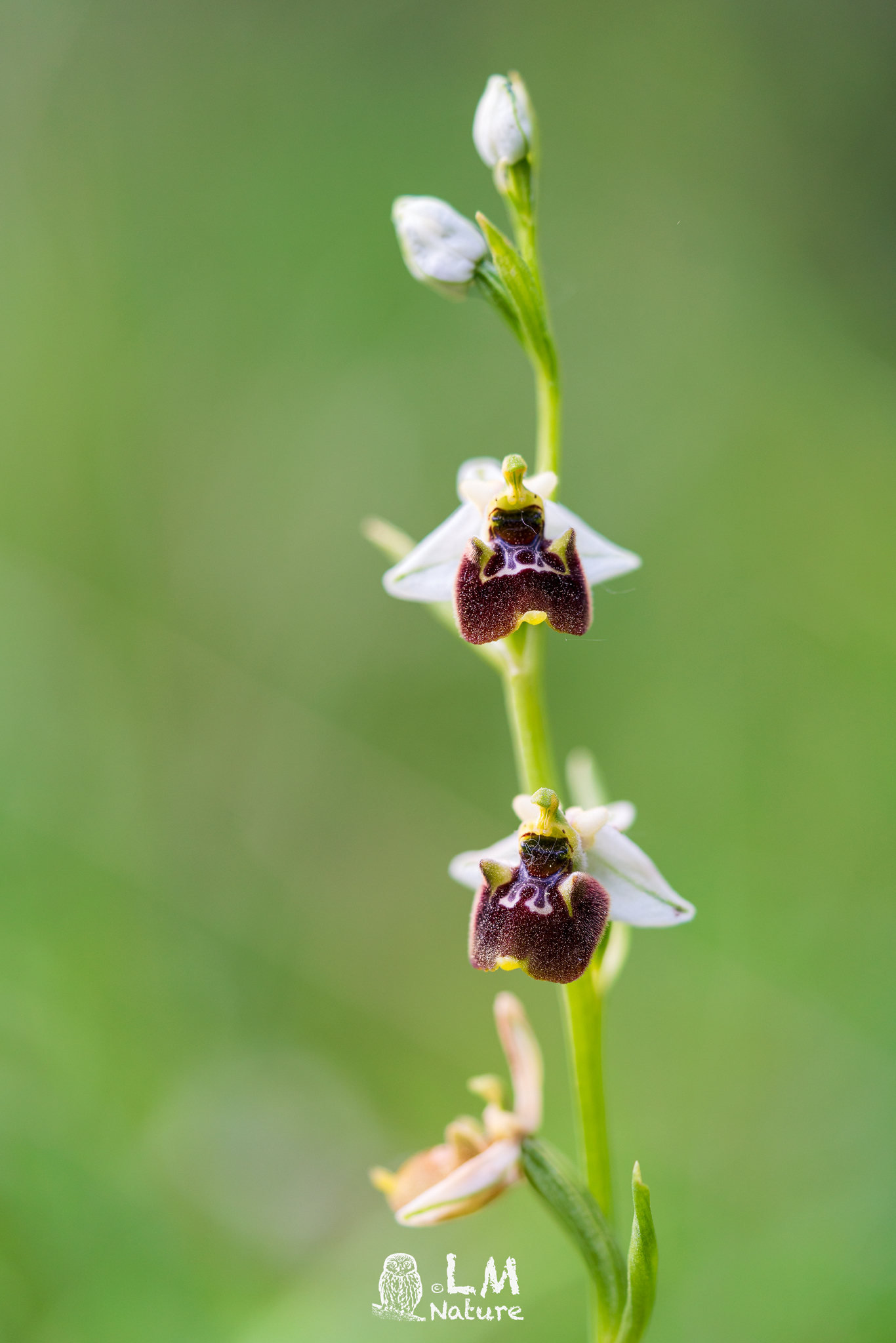 Ophrys Fuciflora