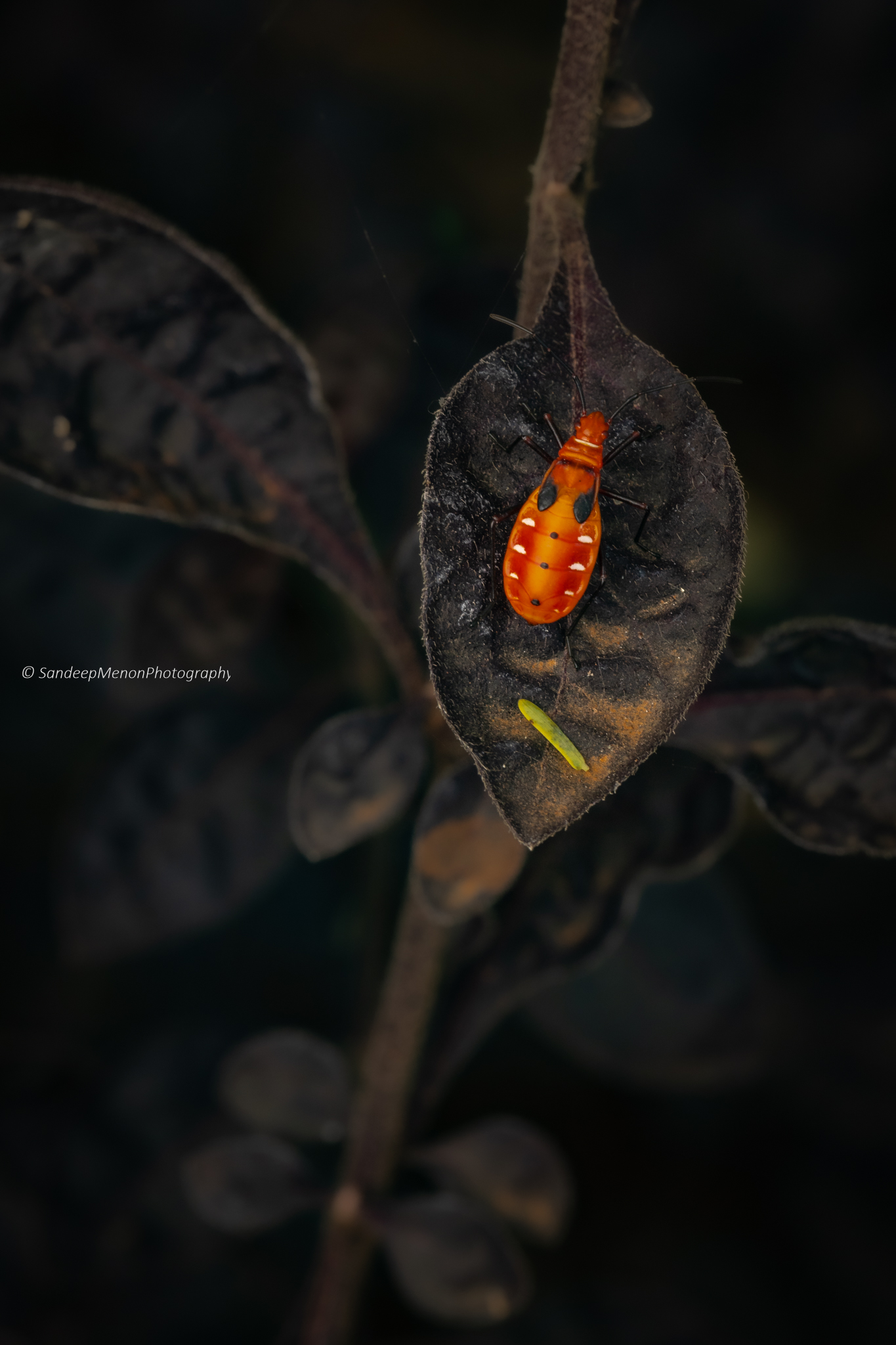 Indian Cotton Stainer - Dysdercus cingulatus