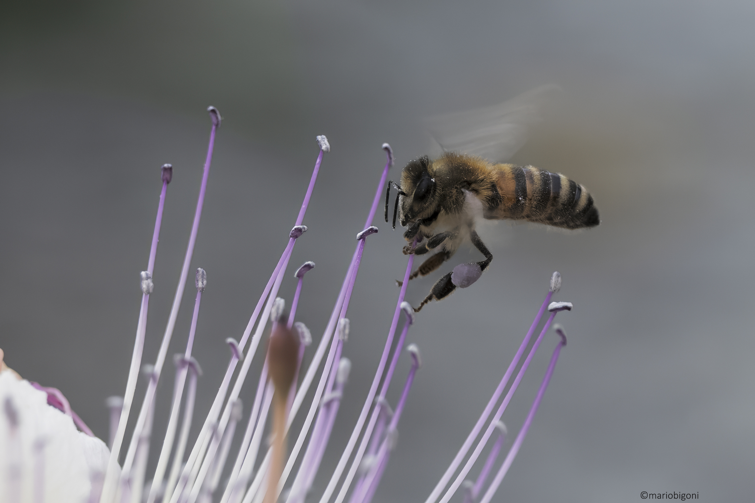 Bee on caper flower