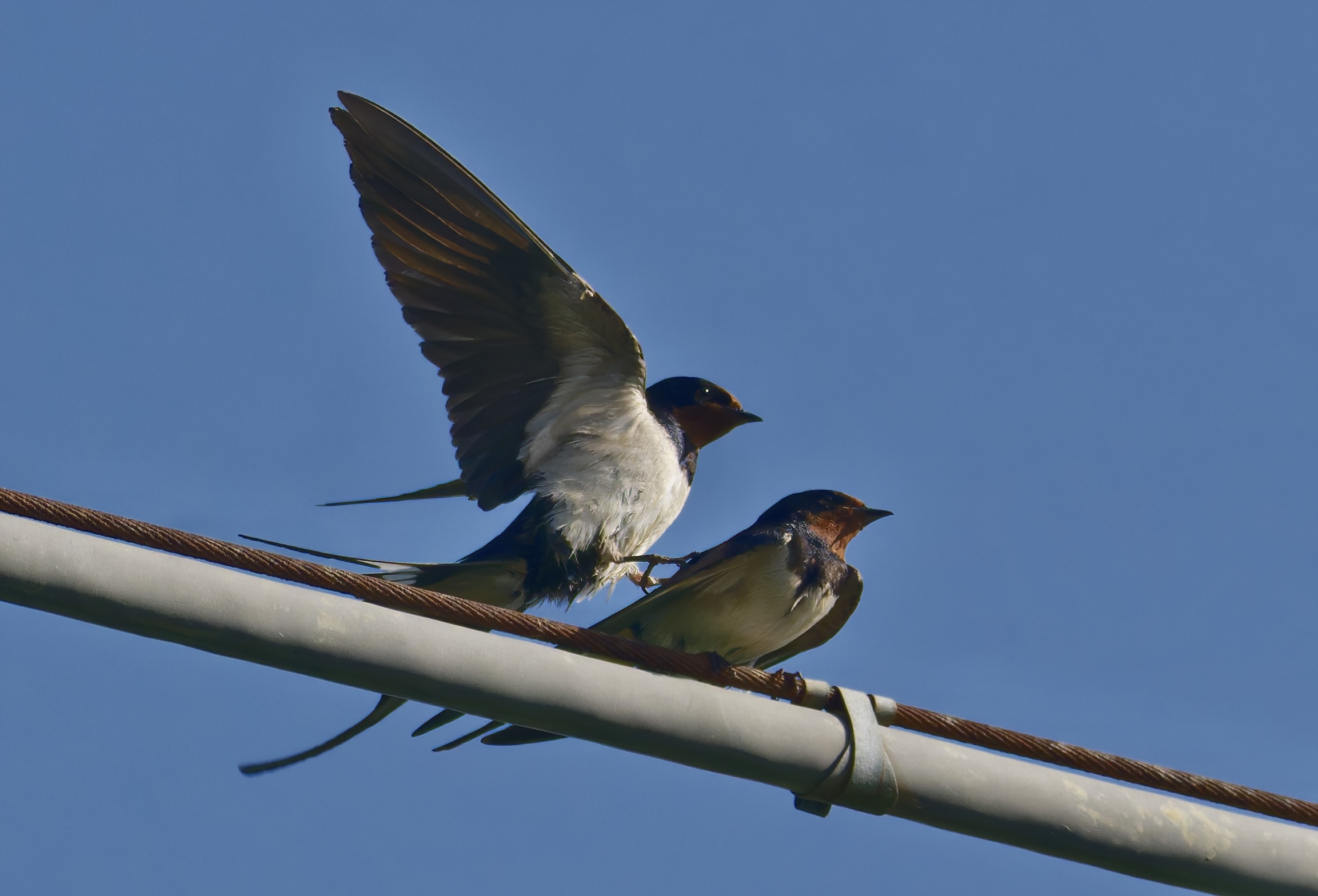 Love on the wire