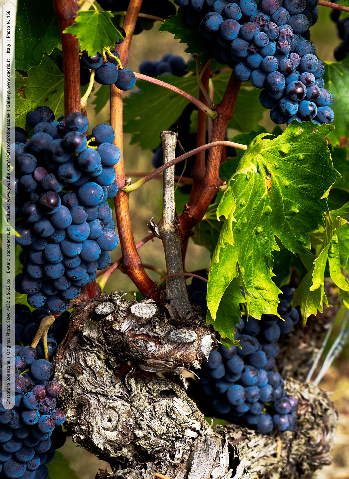 Vineyard - Photo 156