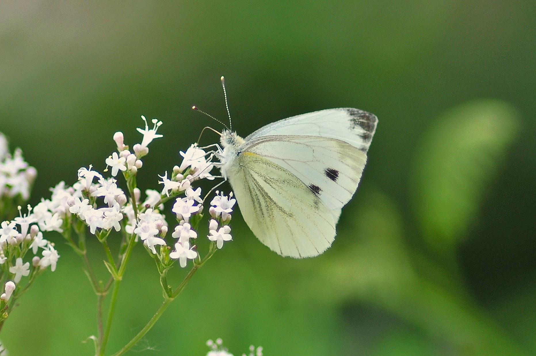 Pieris rapae