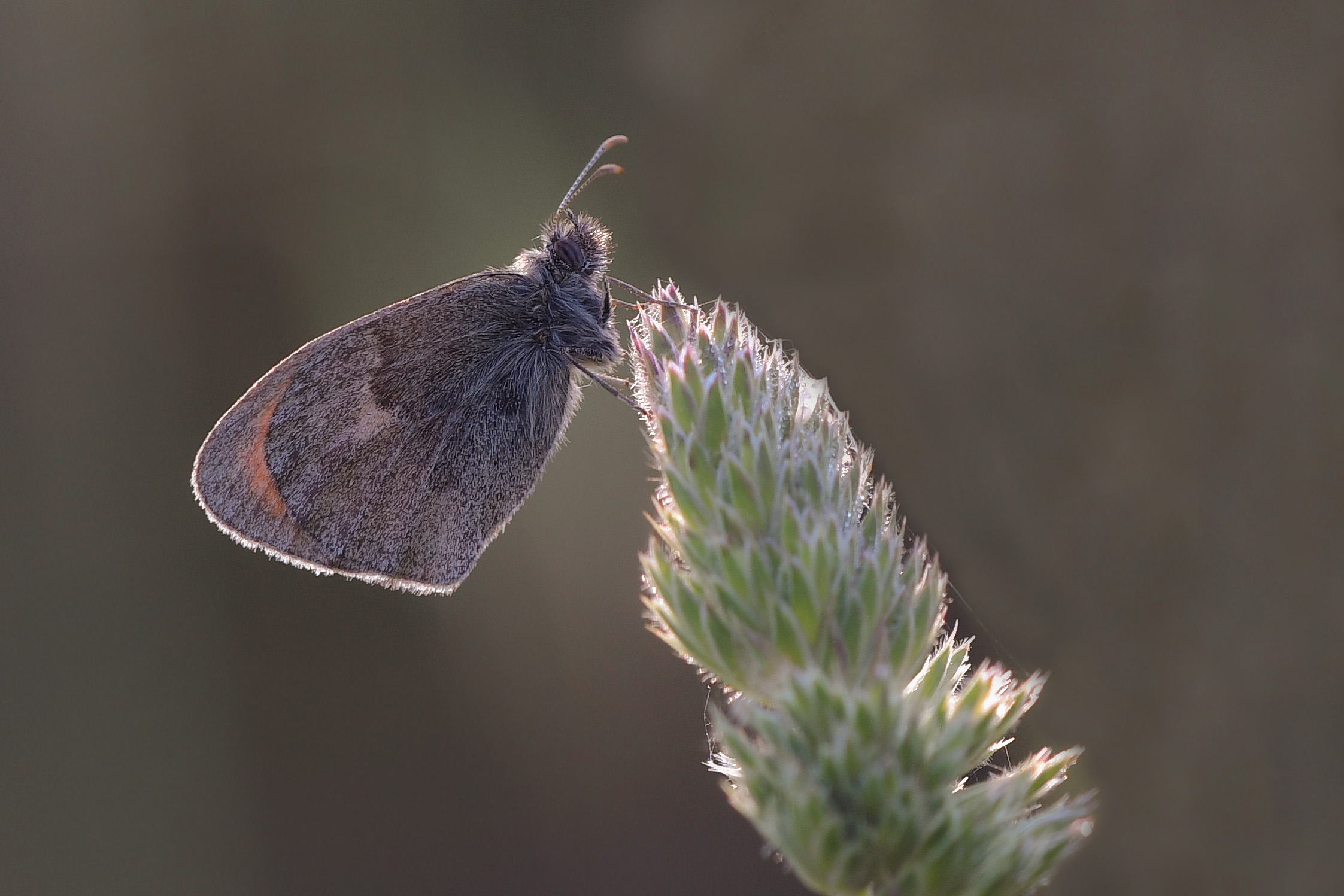 Panfila, or Lesser Nymph (Coenonympha pamphilus)