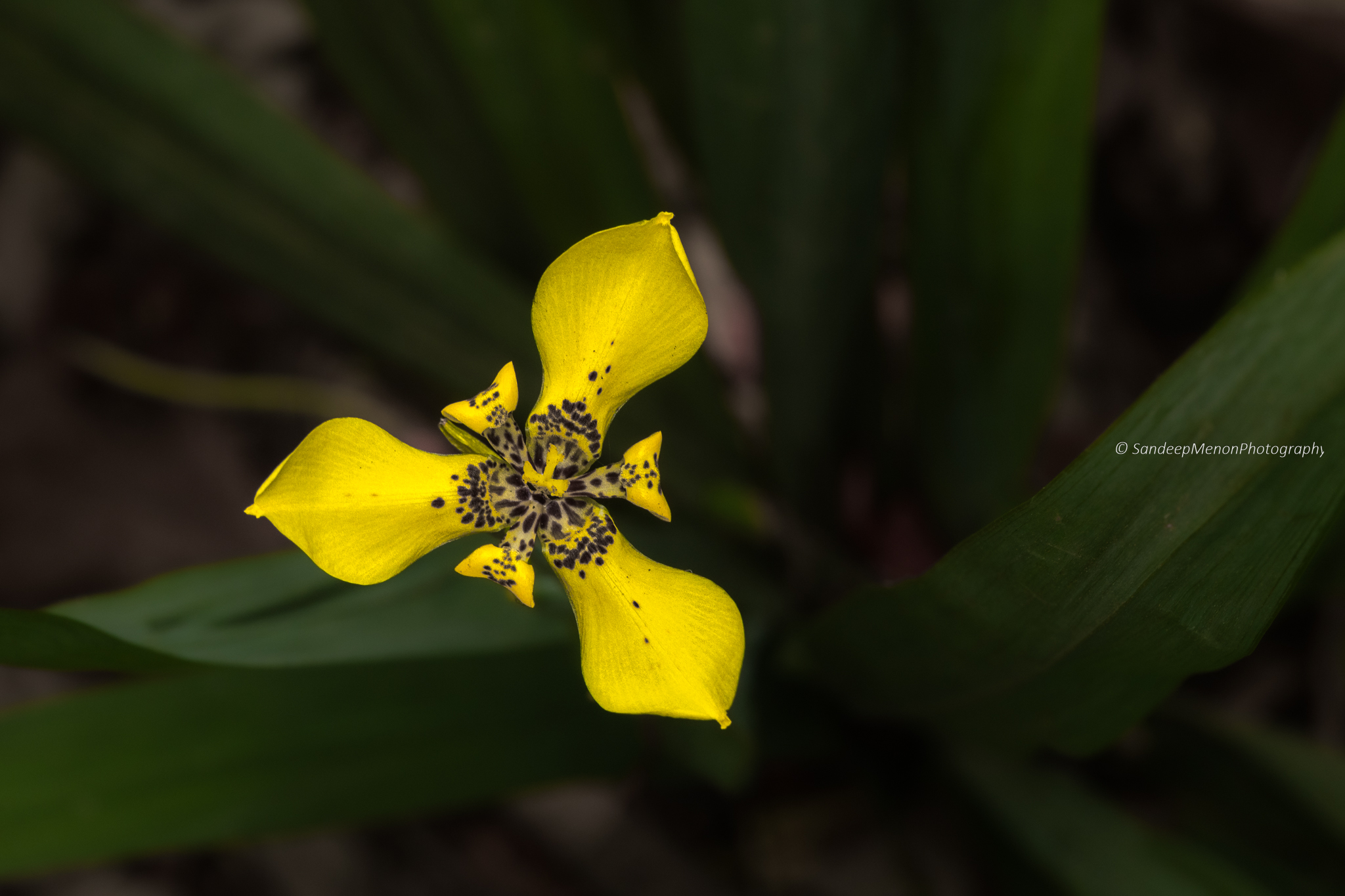 Yellow walking Iris