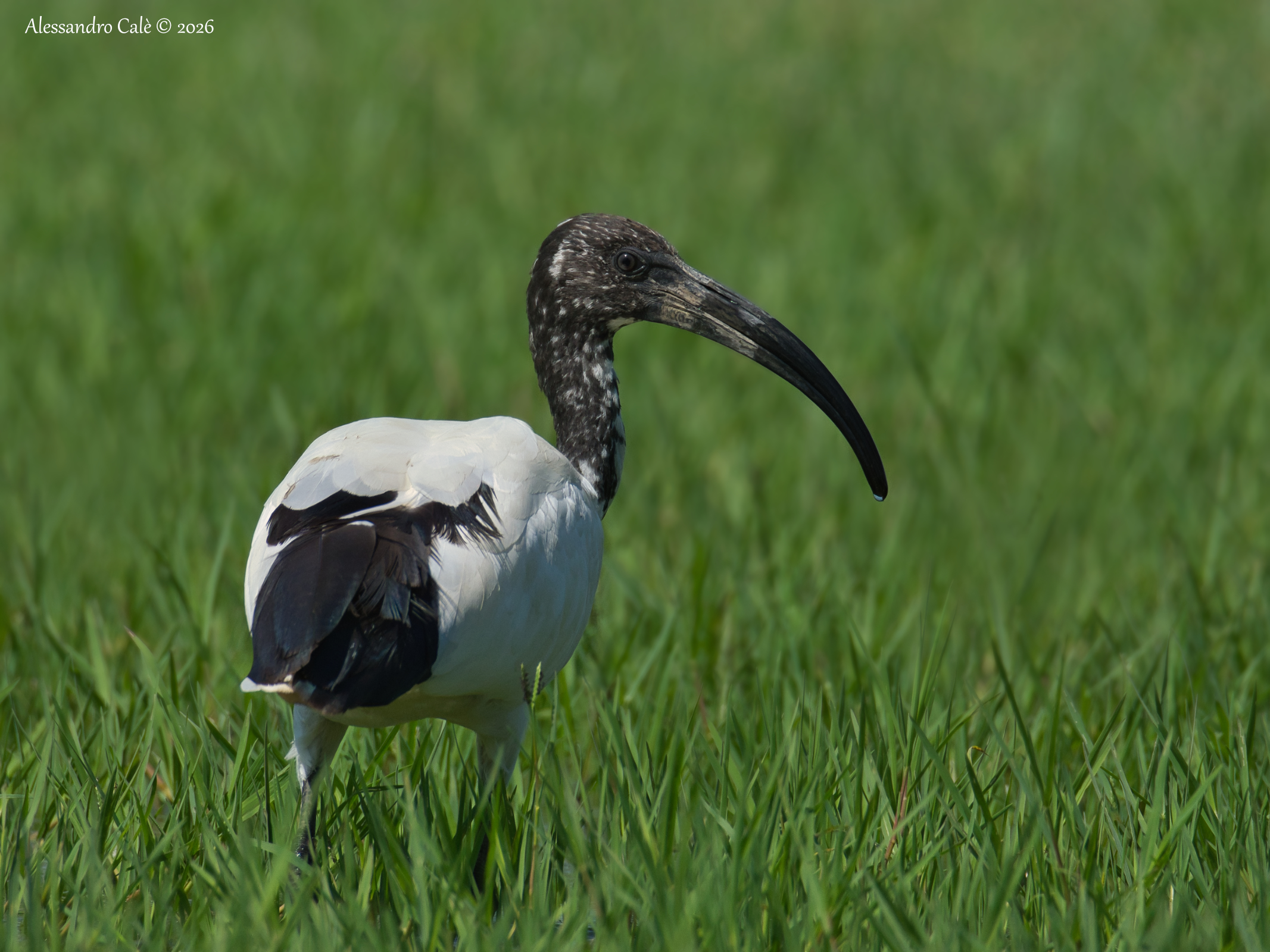 Threskiornis aethiopicus (Ibis sacro) 6750