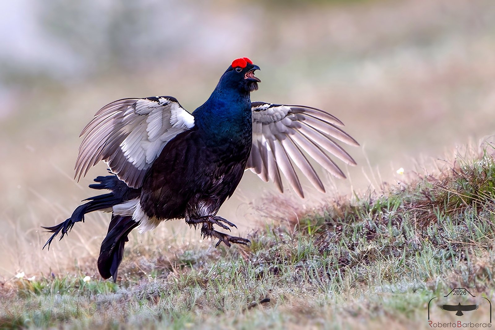 Jumping, blowing and roaring. Black grouse. 6:34 a.m.