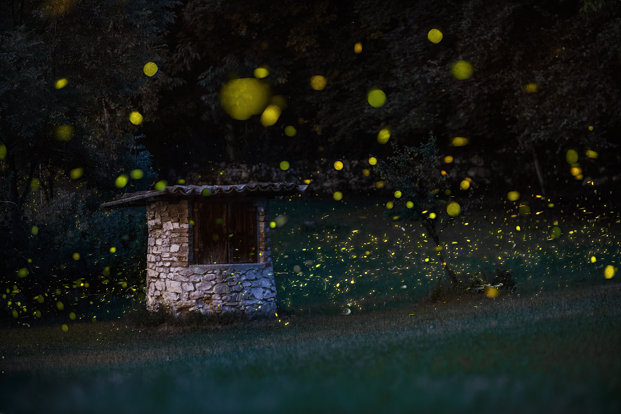 Fireflies