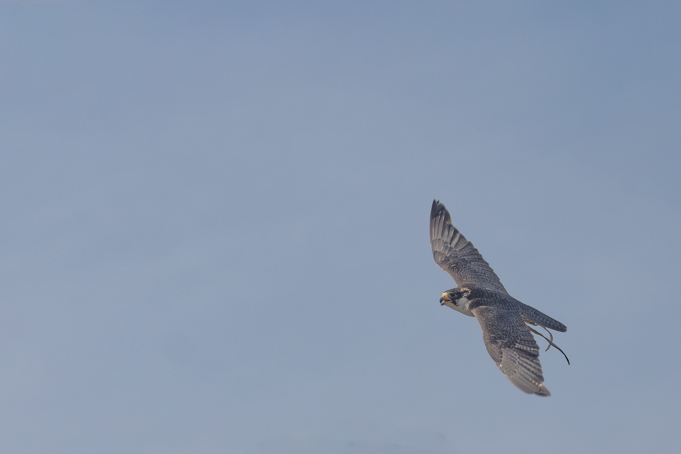 Peregrine falcon