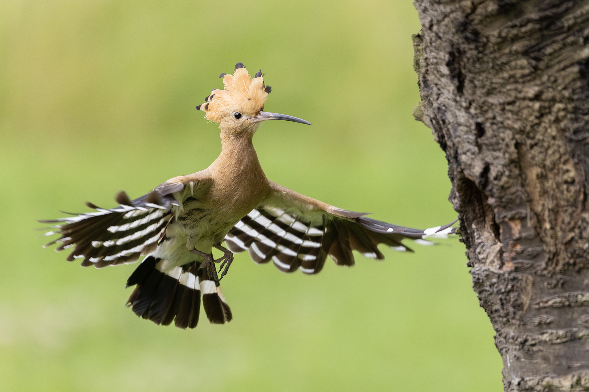 Towards the nest