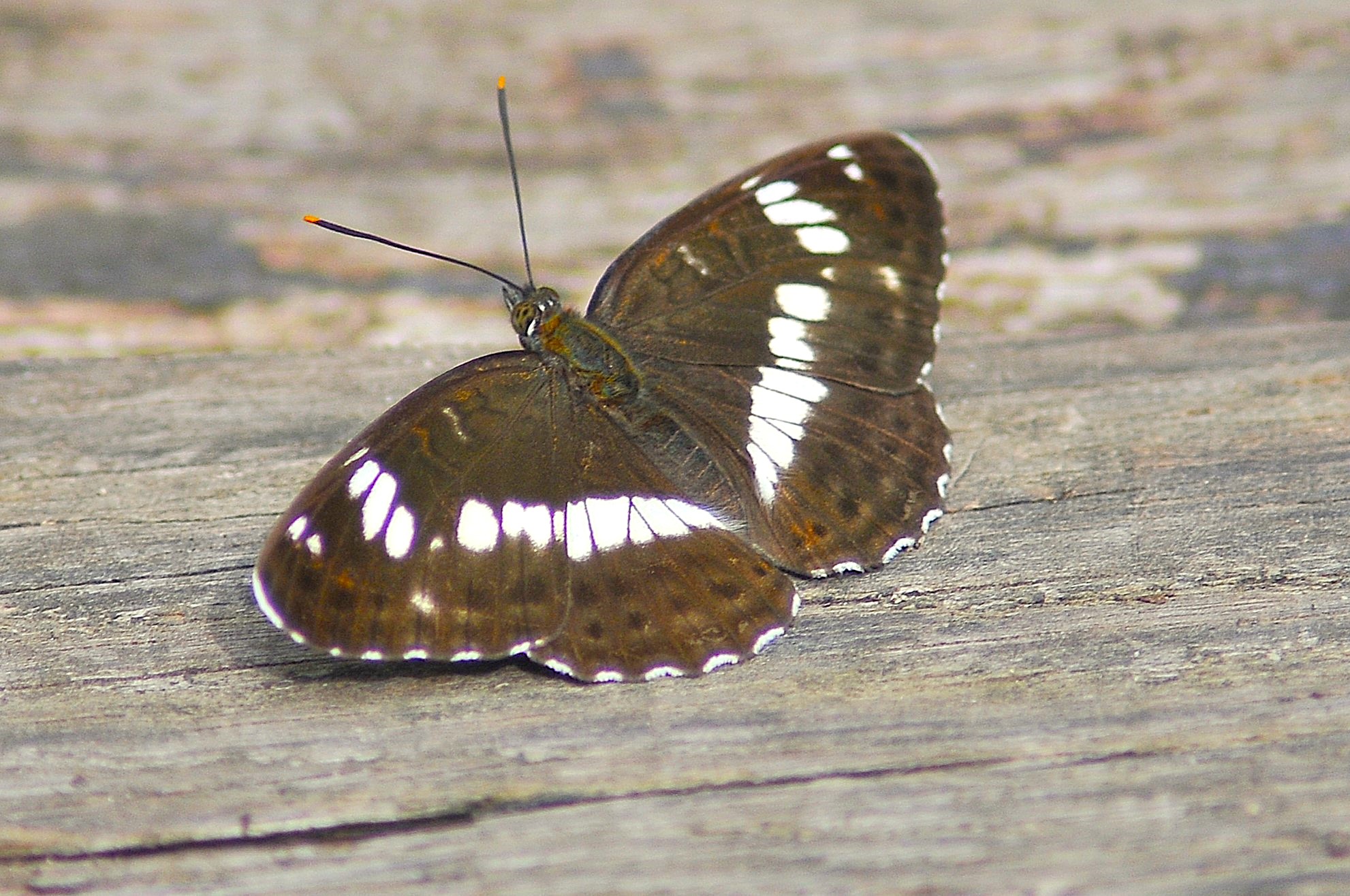 Limenitis camilla