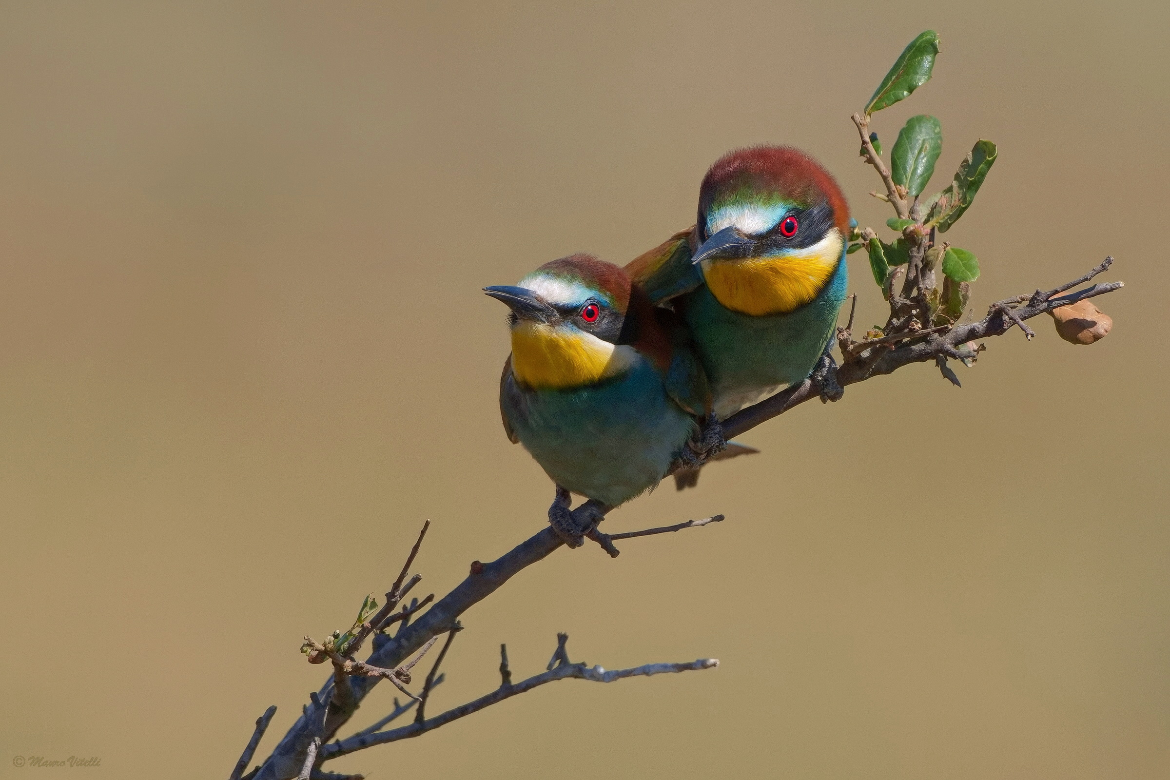 Gruccione (Merops apiaster)