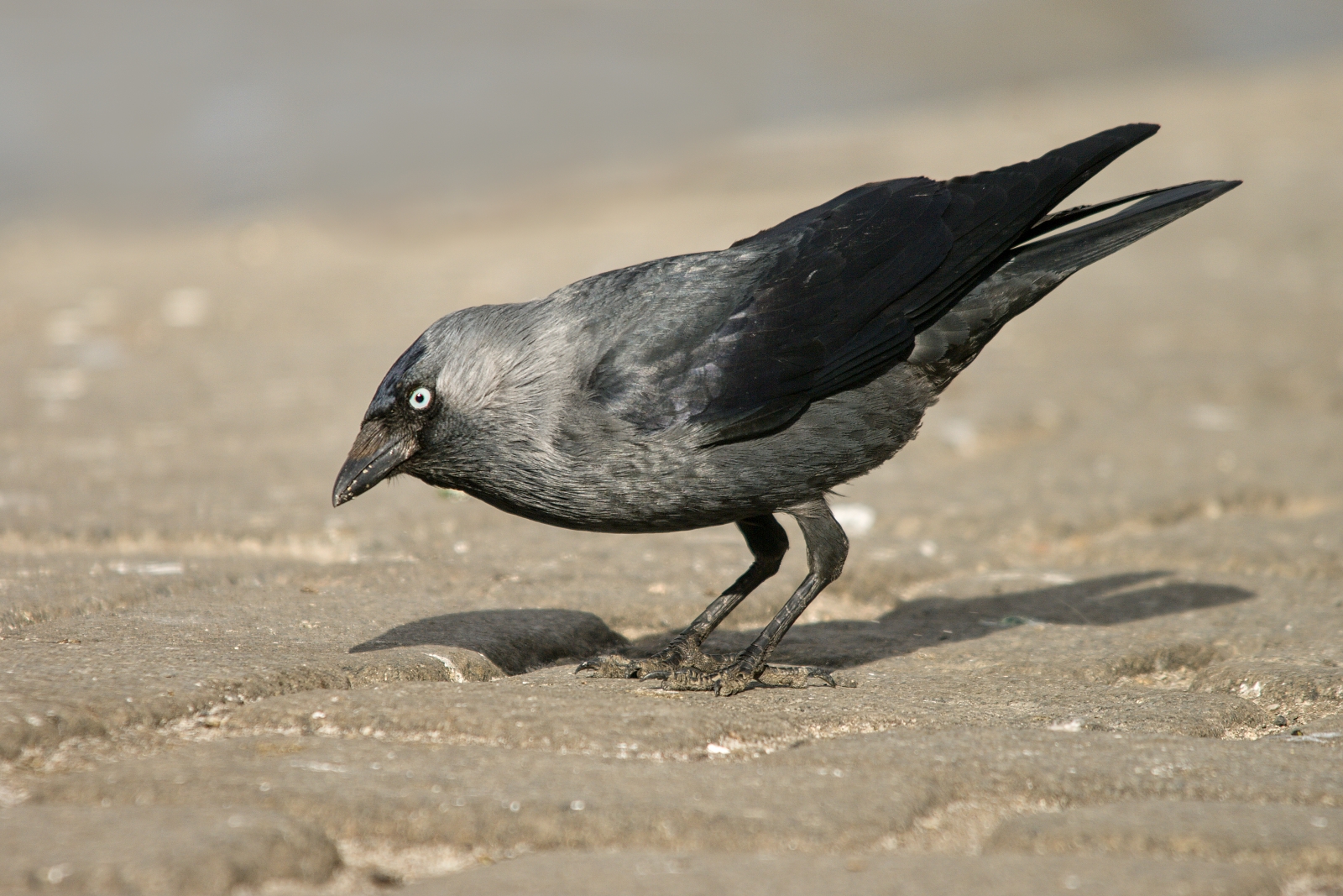 Jackdaw