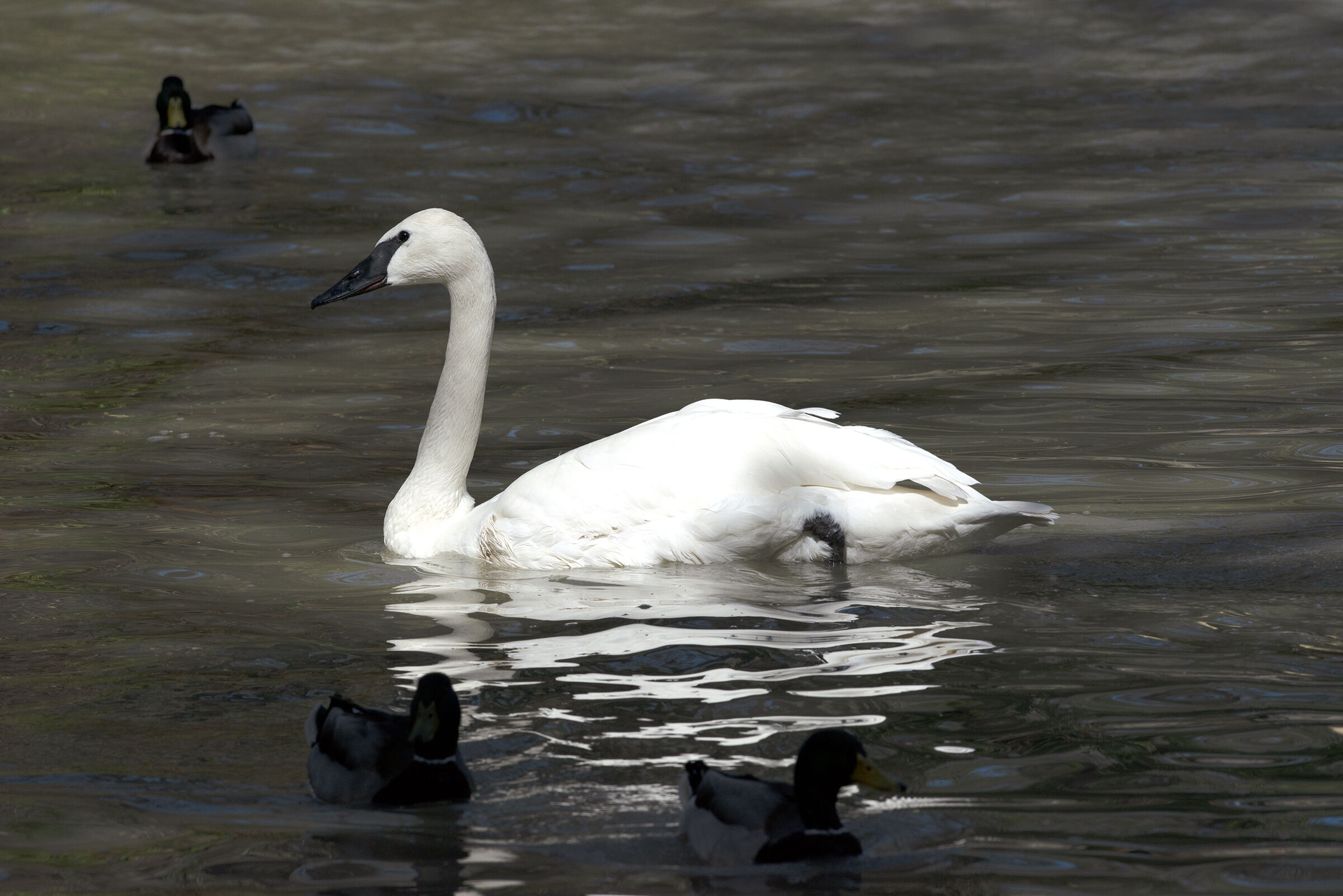 Trumpeter Swan - Cygnus boccinatur