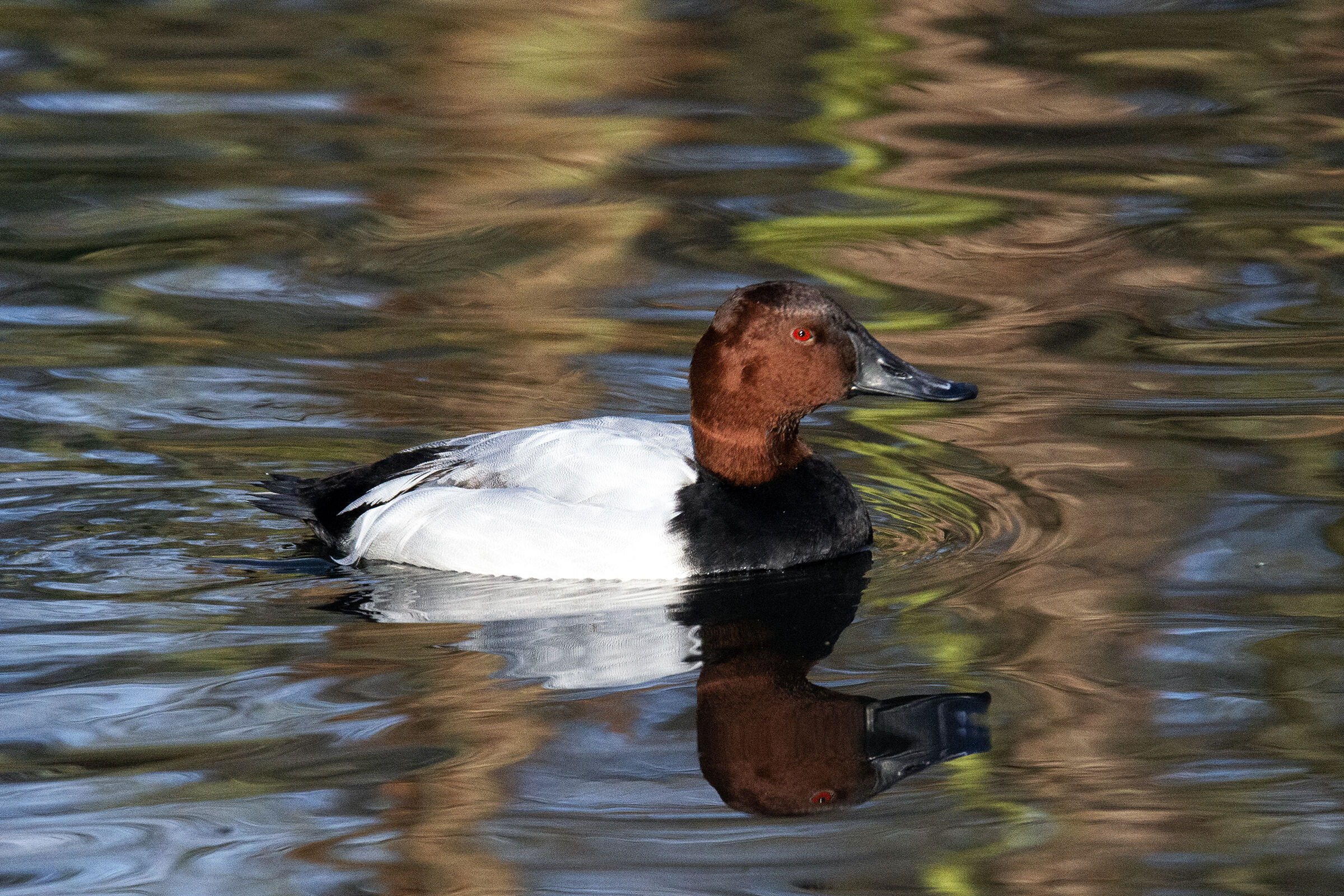 Long-billed Morriglione - Aythya valisineria
