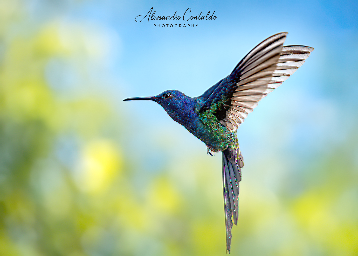 Hummingbird 1