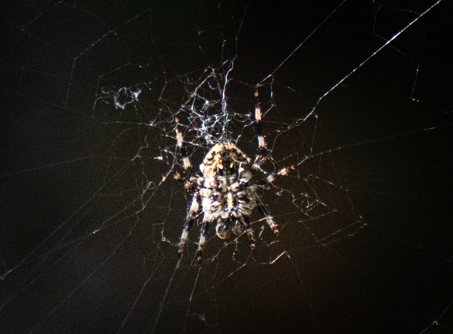 Spider Man... da piccolo