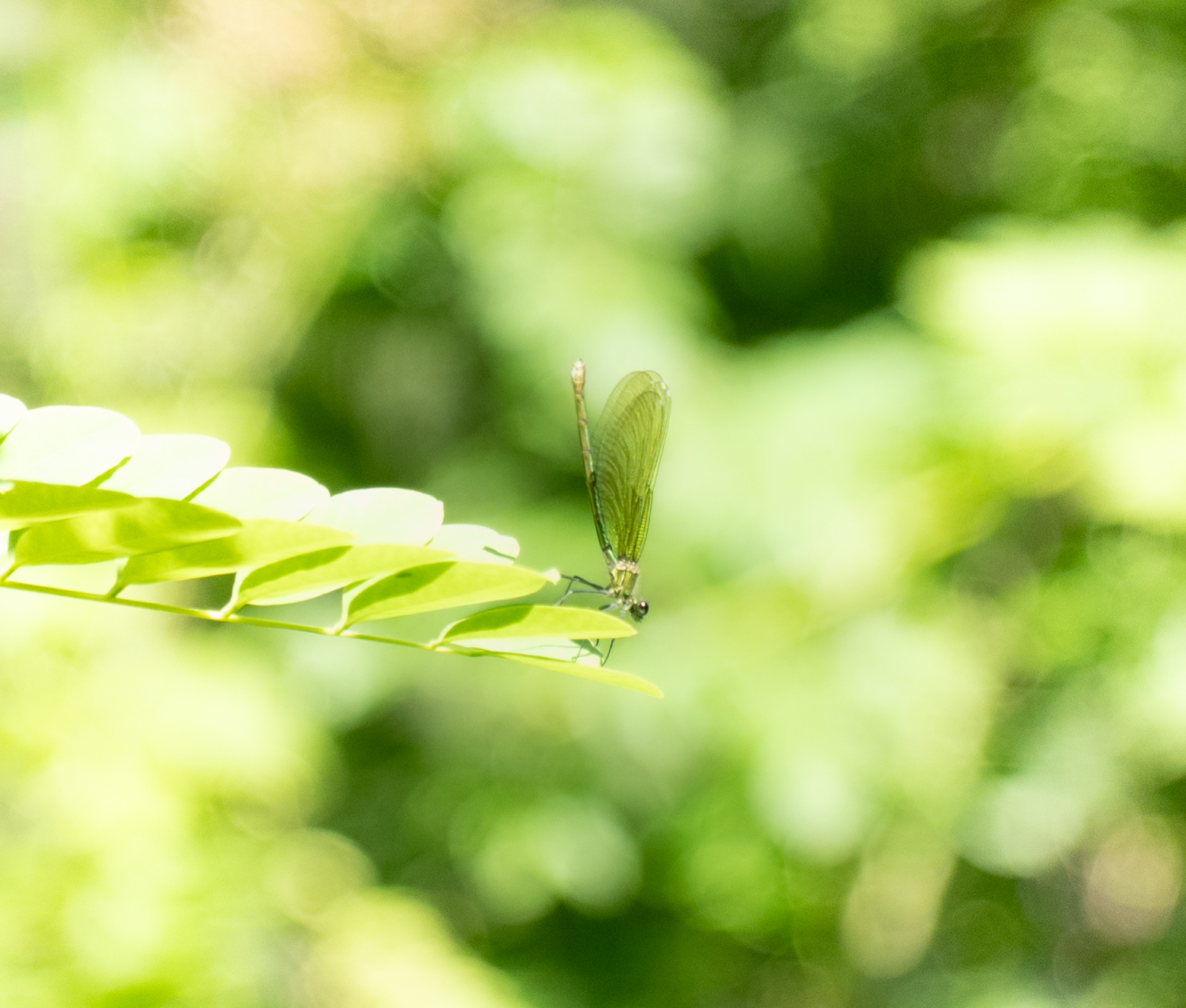 The Green Lady.. almeno penso