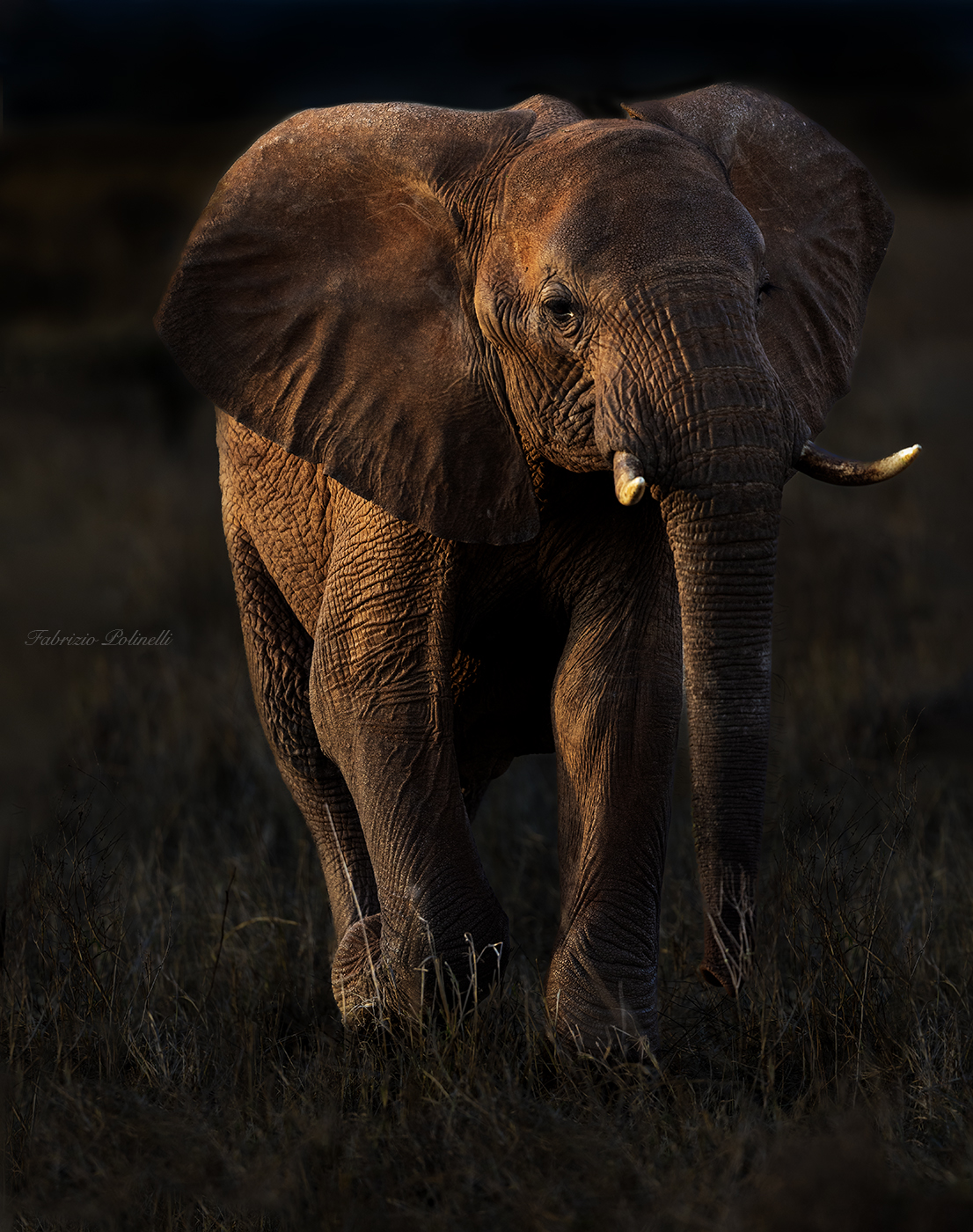 African elephant