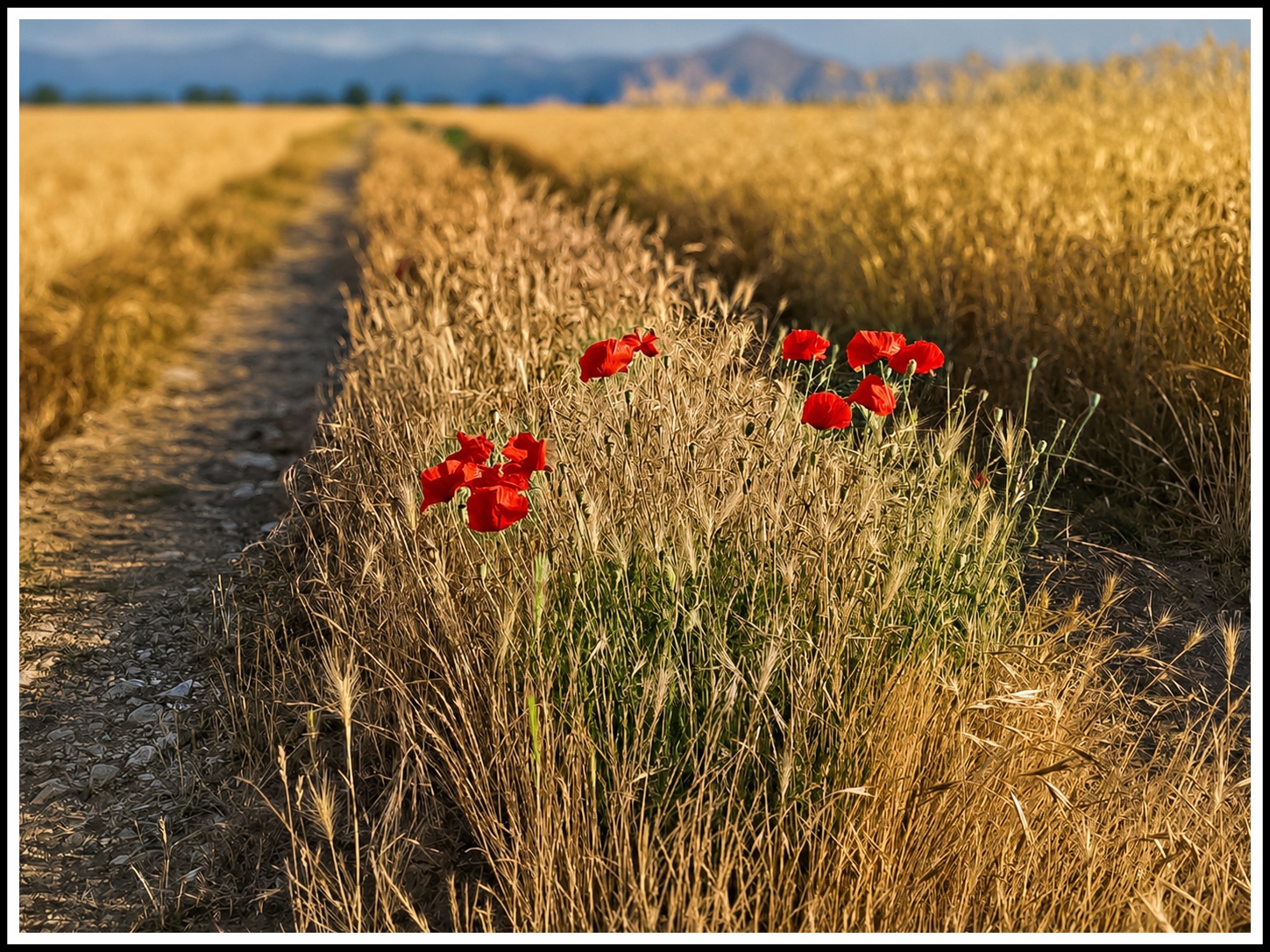 Shades in a wheat field