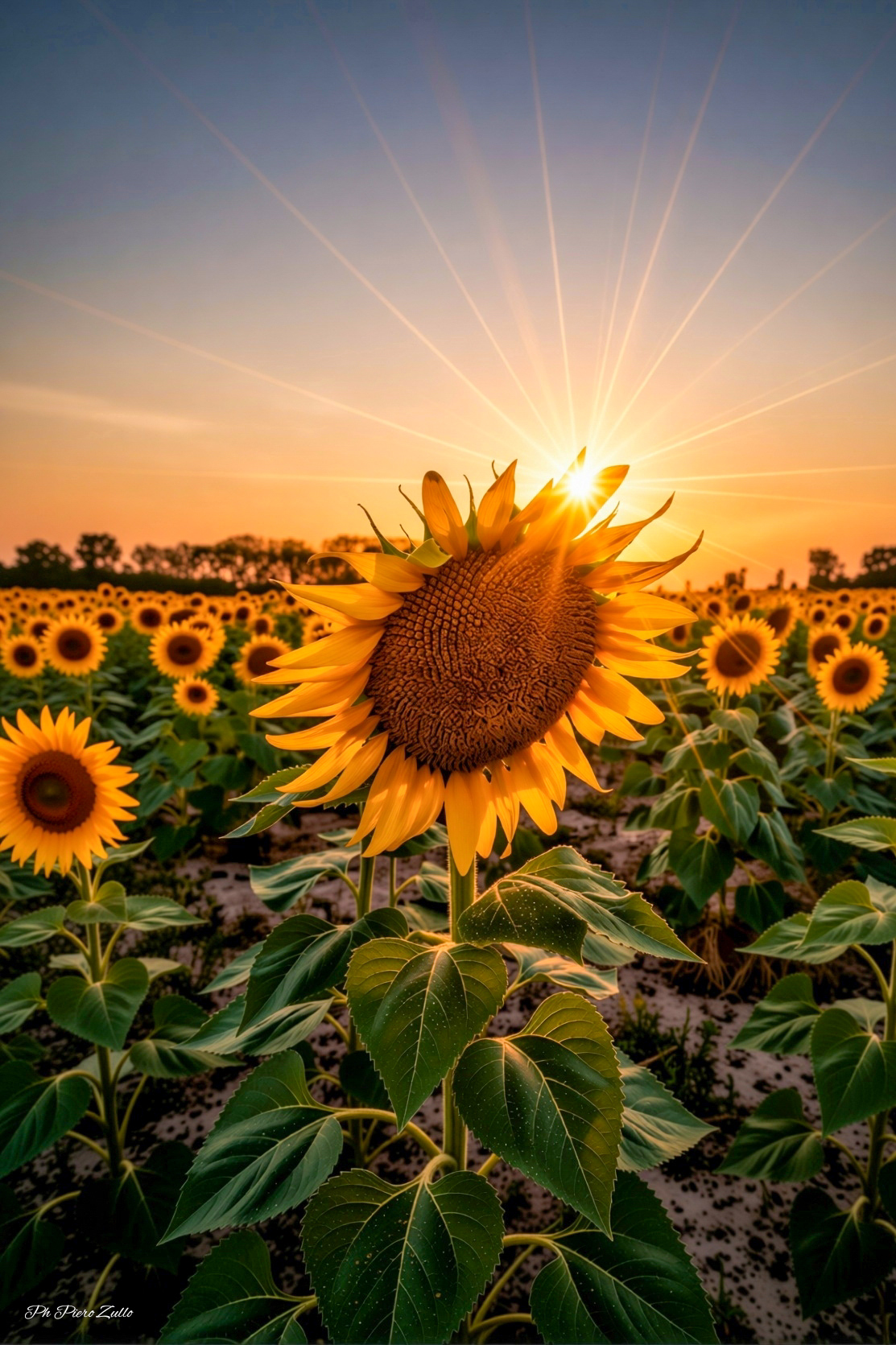 Field of sunflowers