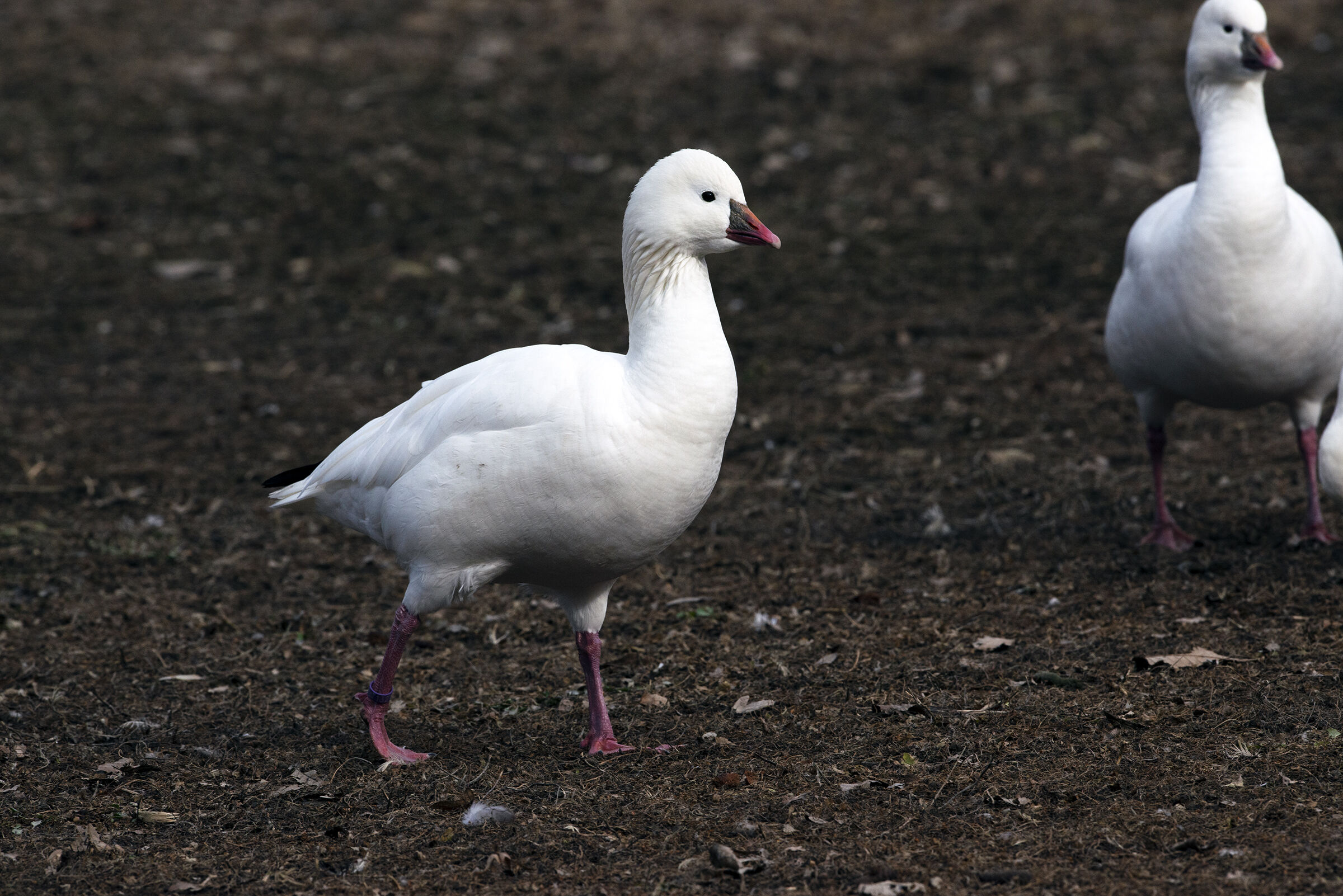 Snow goose - Anser caerulescens