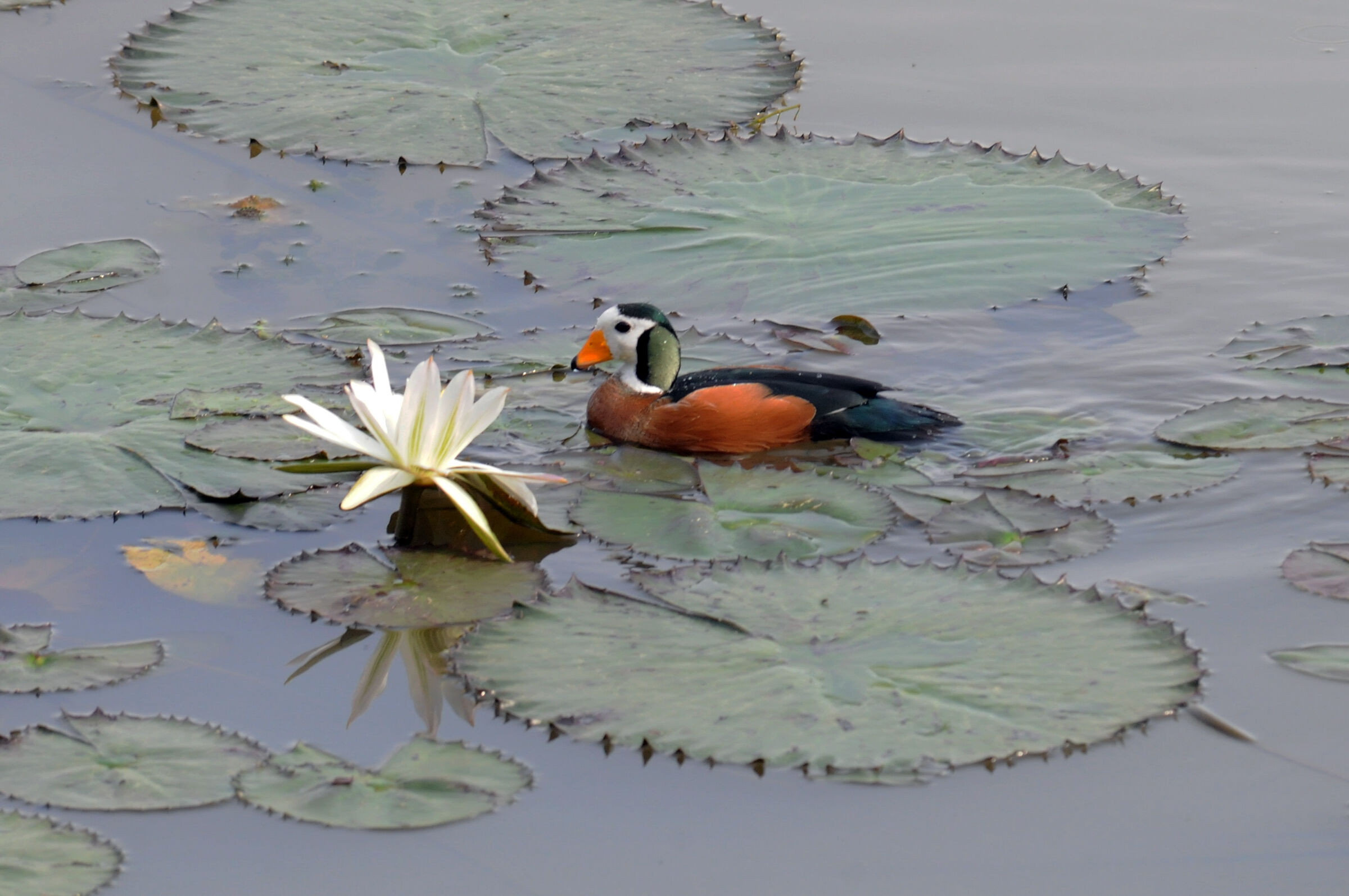 African pygmy goose - Ethiopia - Lake Tana