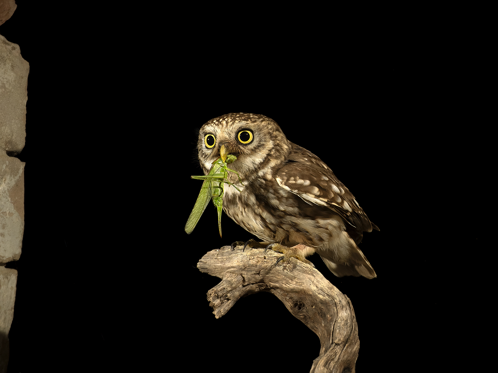 Owl with prey