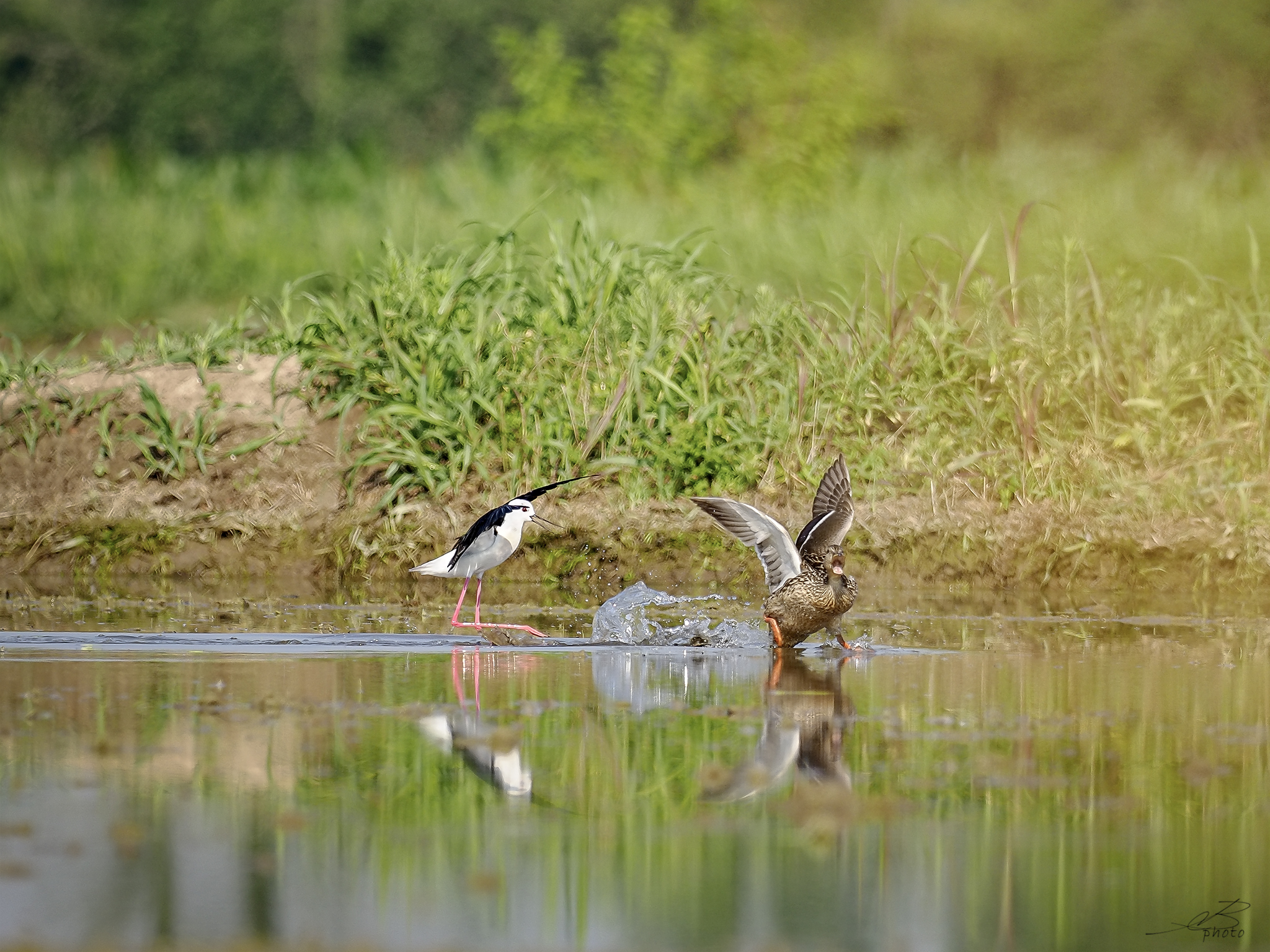 Skirmishes in the paddy field