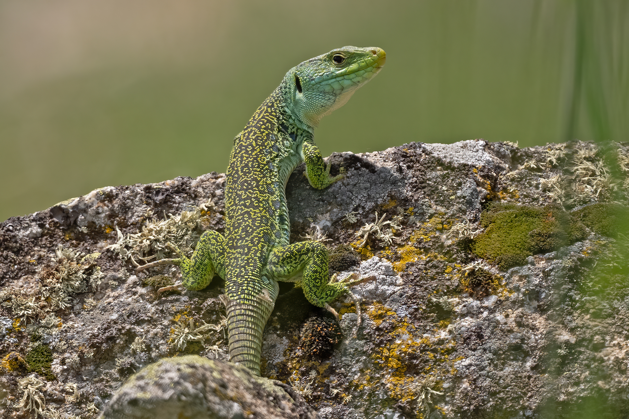 Maschio di Lucertola ocellata