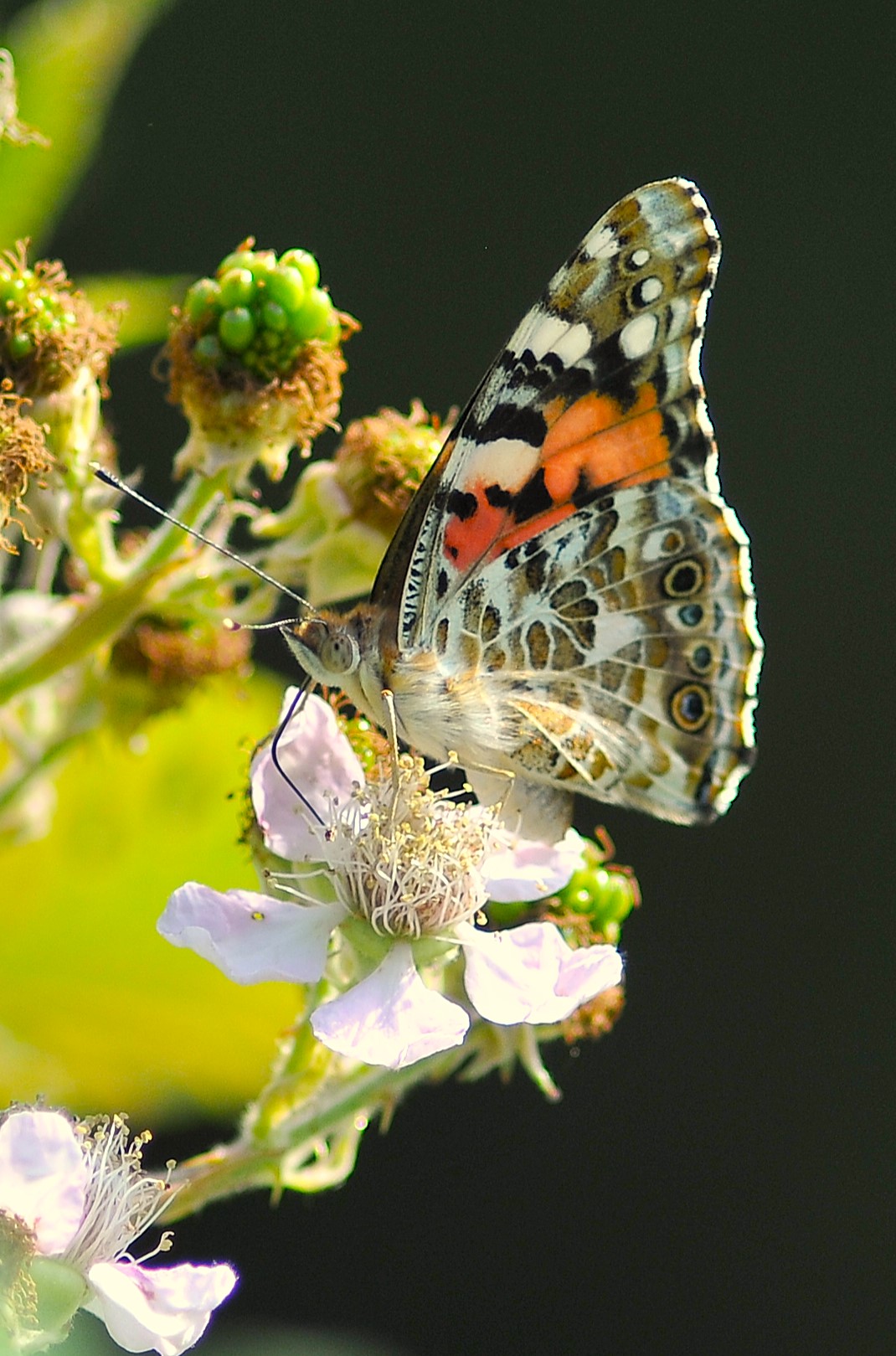 Vanessa Cardui