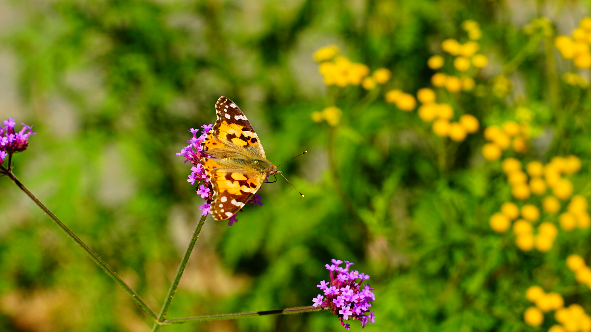 Spring