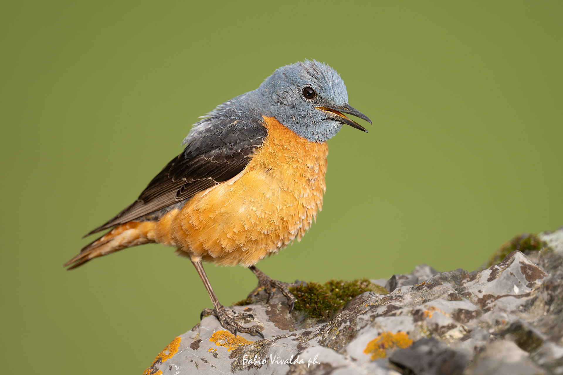 Singing rock thrushes