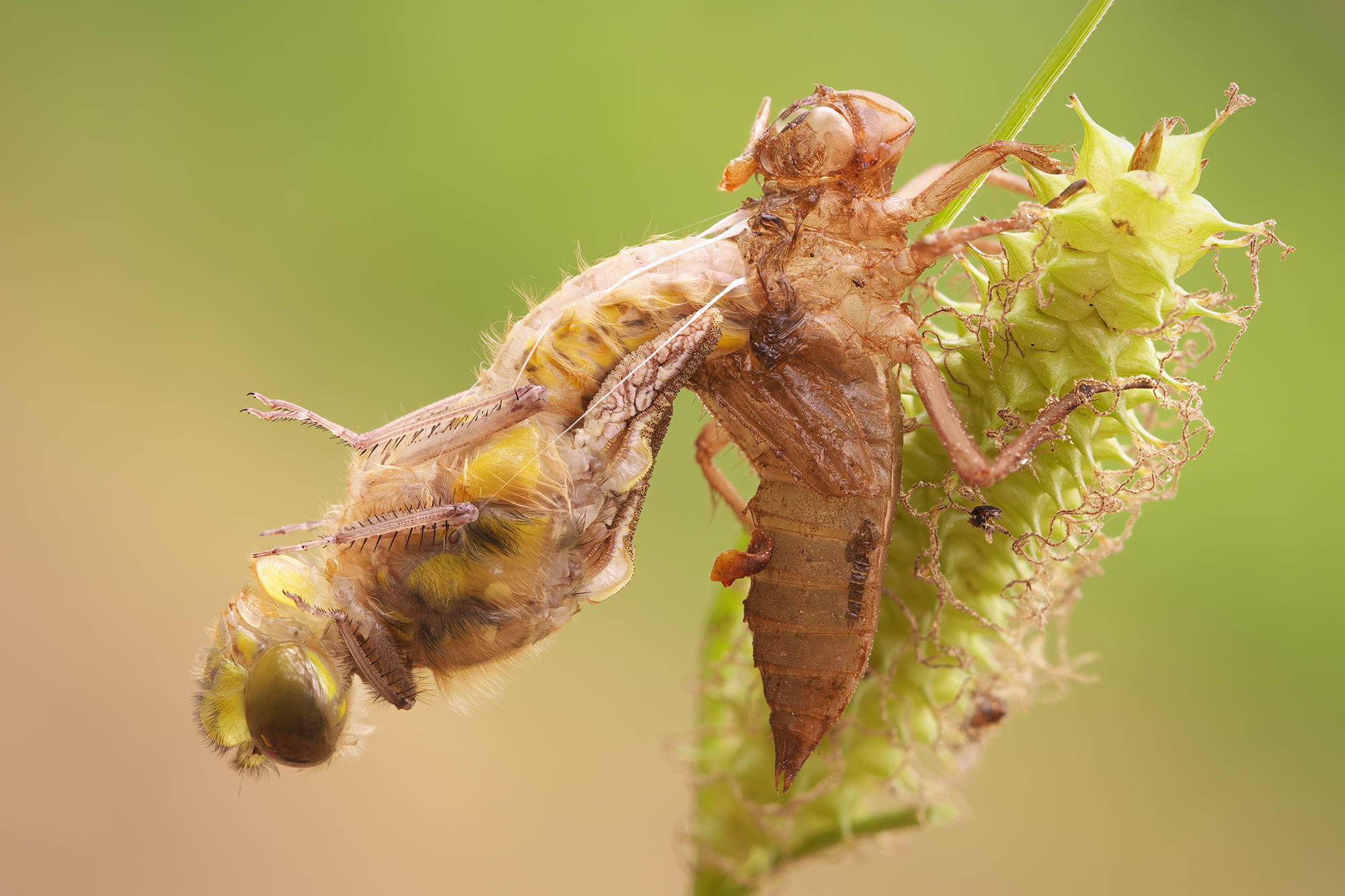 Libellula quadrimaculata
