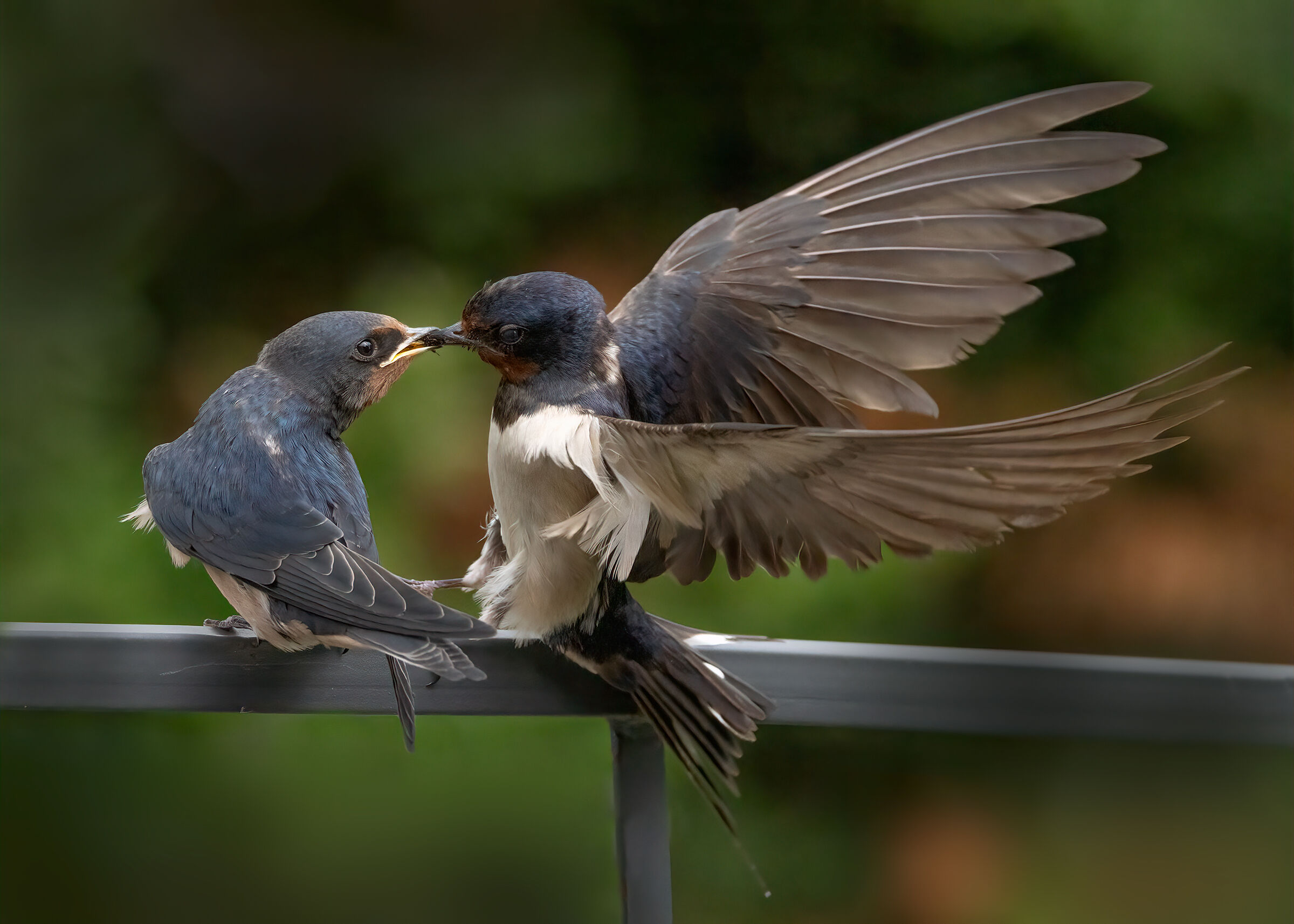 Rondini