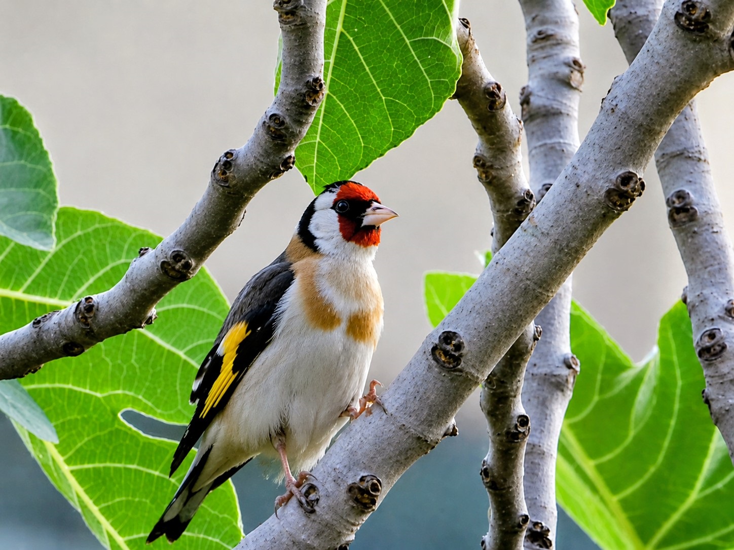 cardellino