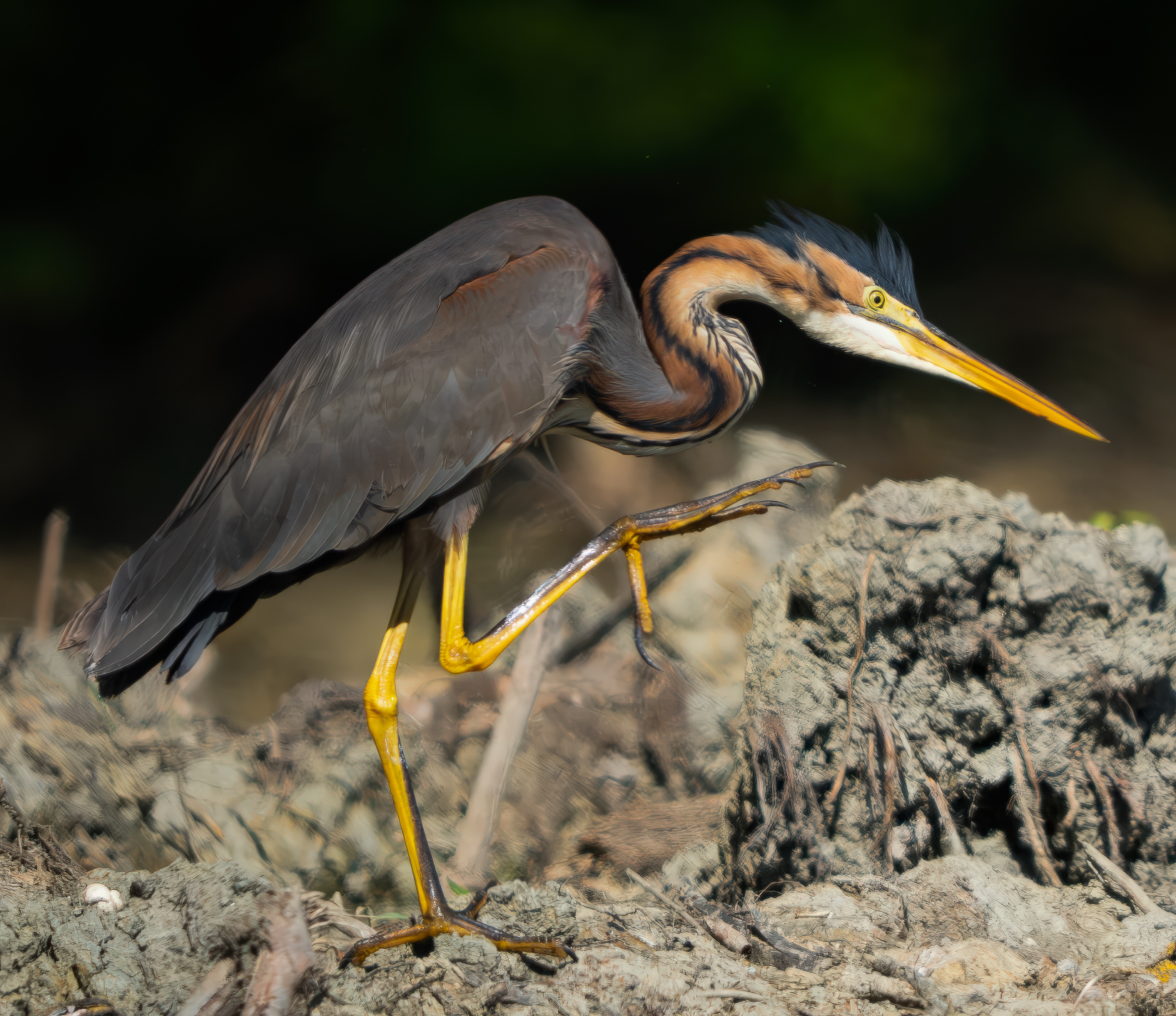 Grated purple heron