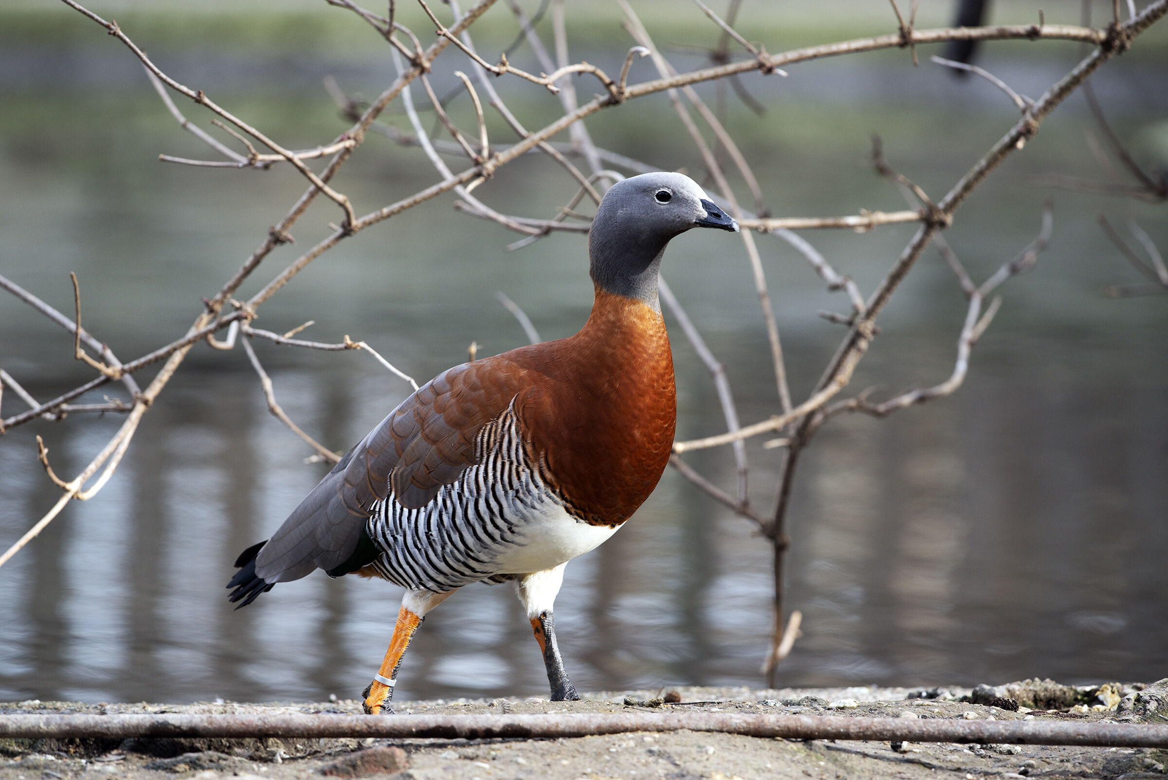 Grey-headed goose - Chloephaga poliocephala