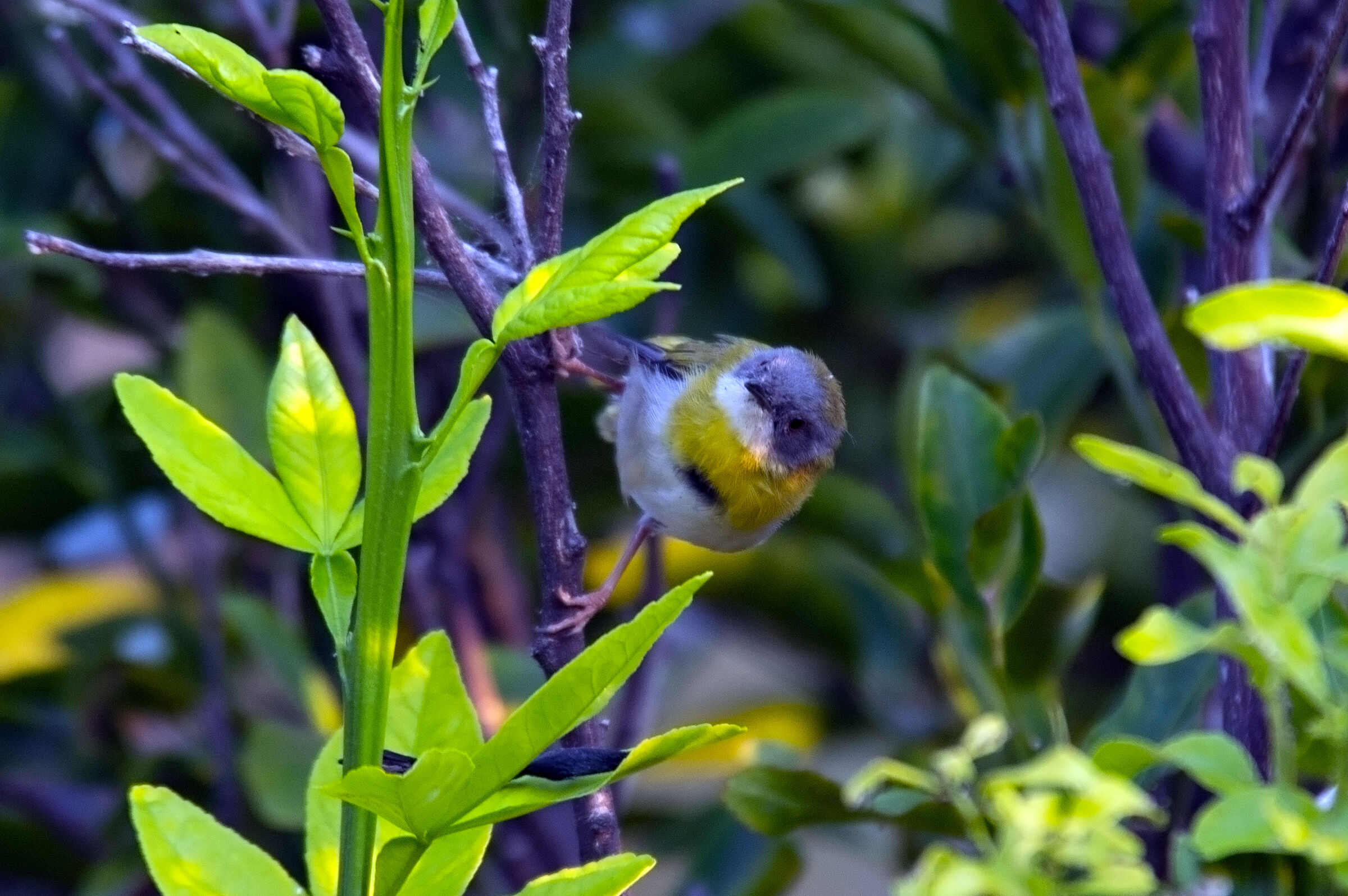 Yellowbreasted Apolis-Apalis flavida-Apalis=Yellowbreasted