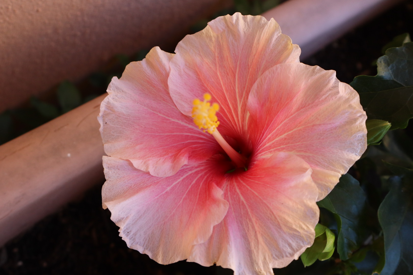 Hibiscus 001