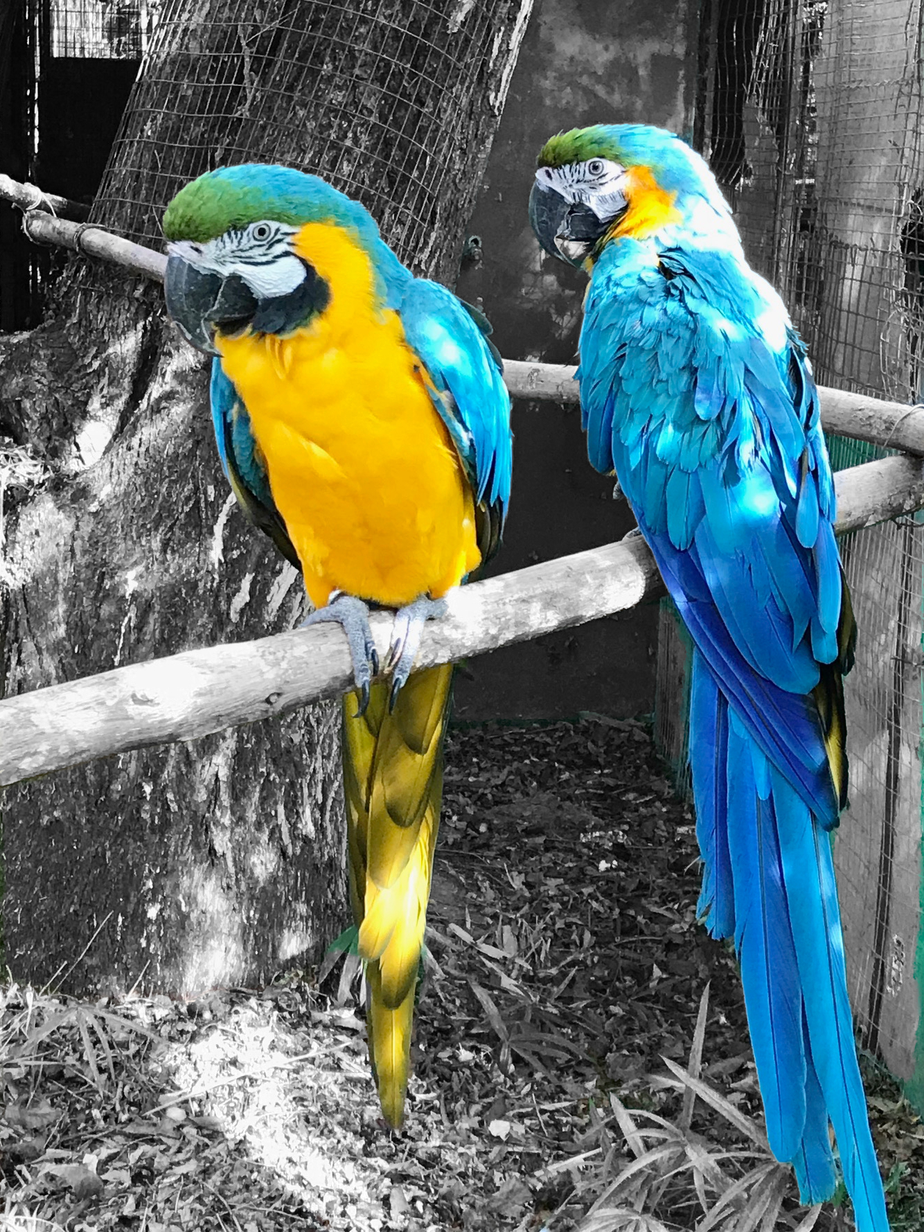Pair r'ARA
