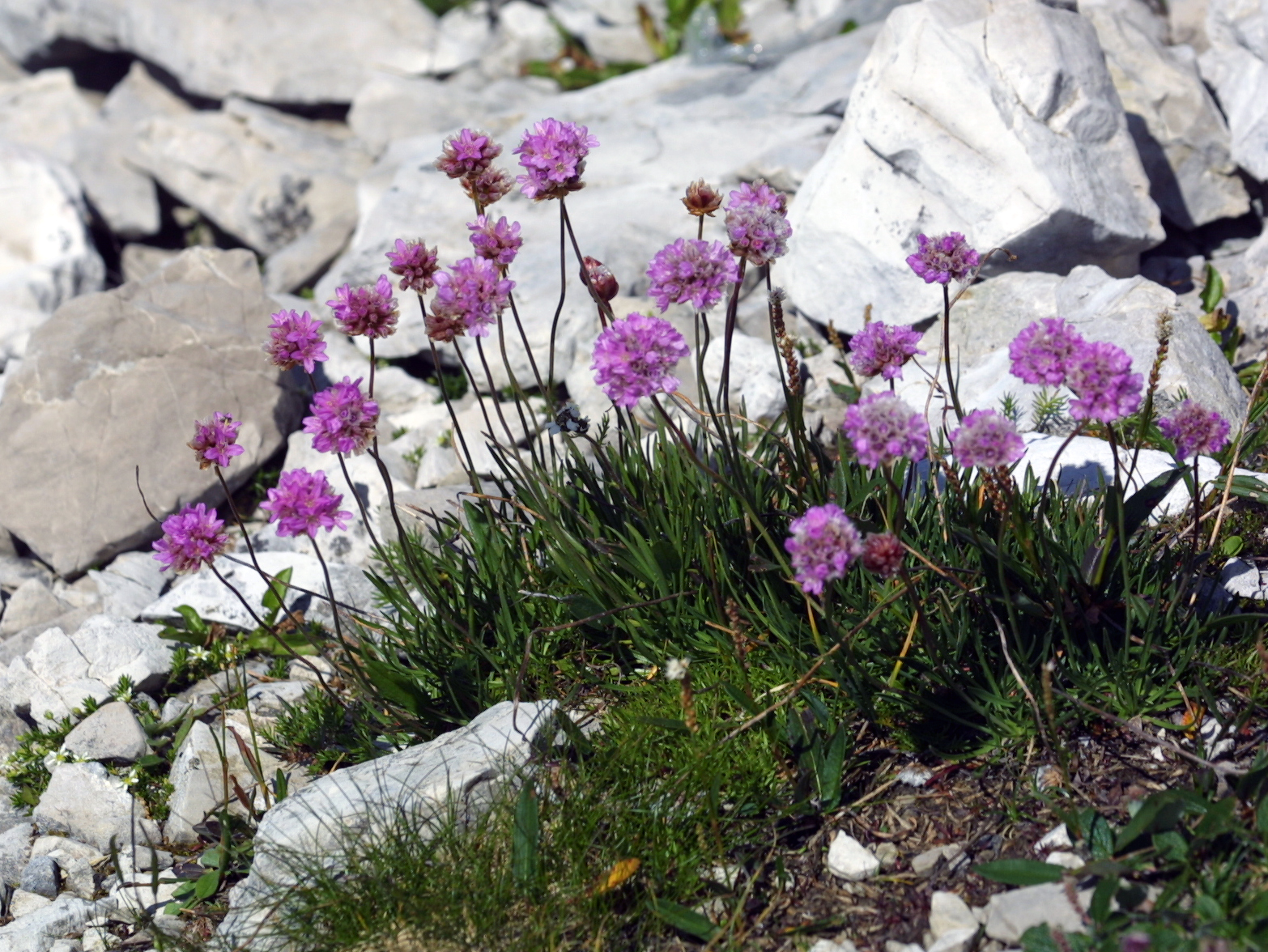 flowers among the rocks