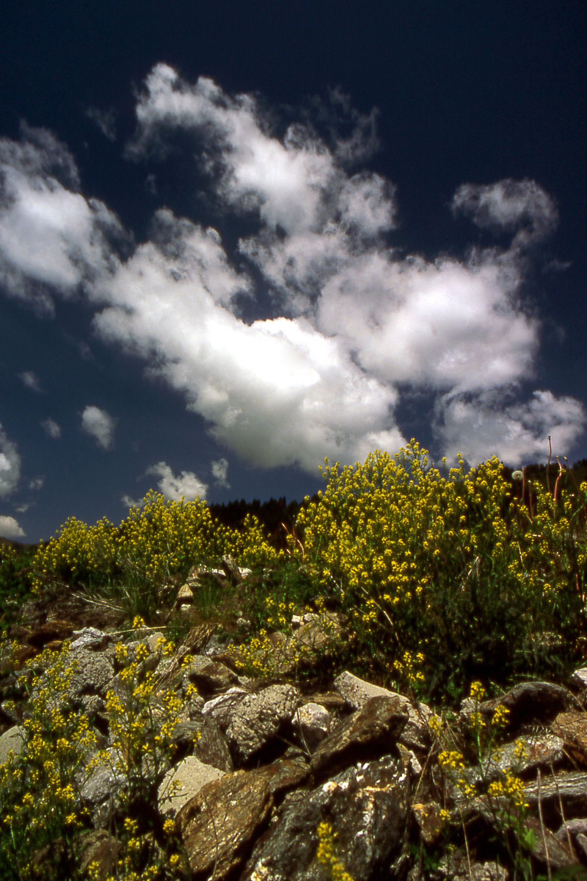 flowers among the rocks
