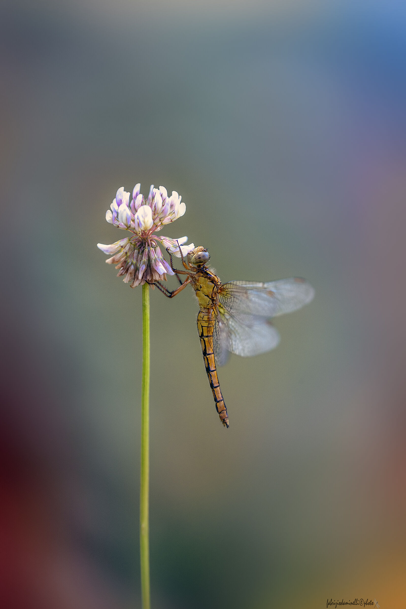 Orthetrum coerulescens